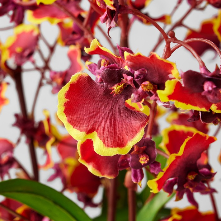 Lunar New Year Potted Orchid Arrangement