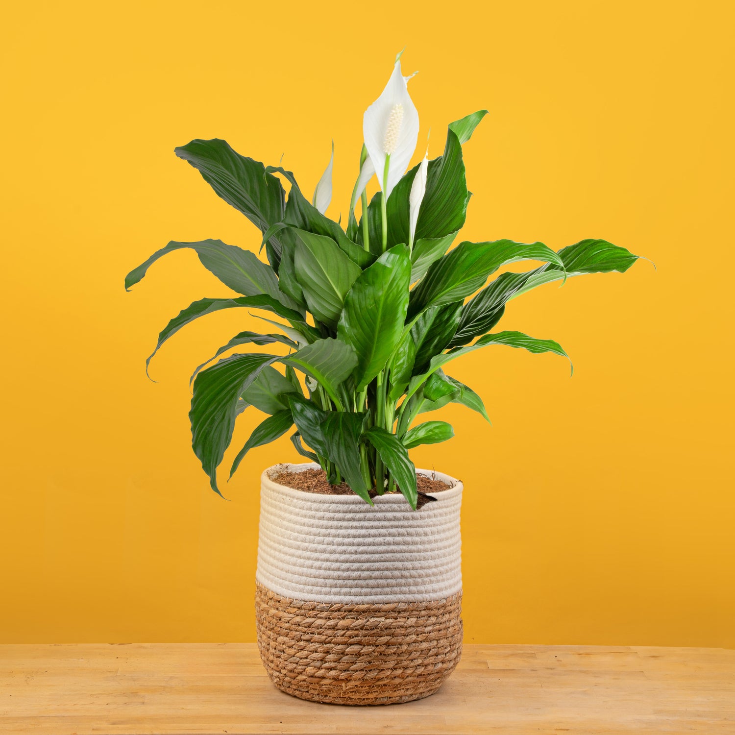 Sweet Pablo Peace Lily