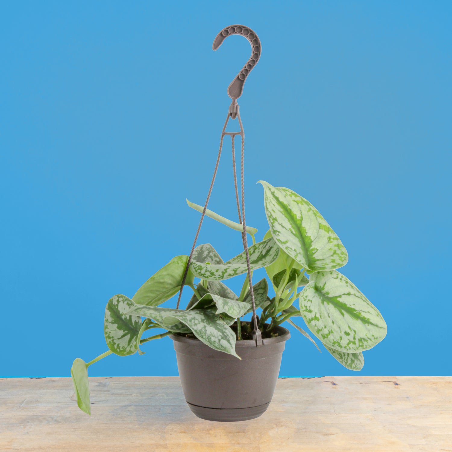 Scindapsus Exotica