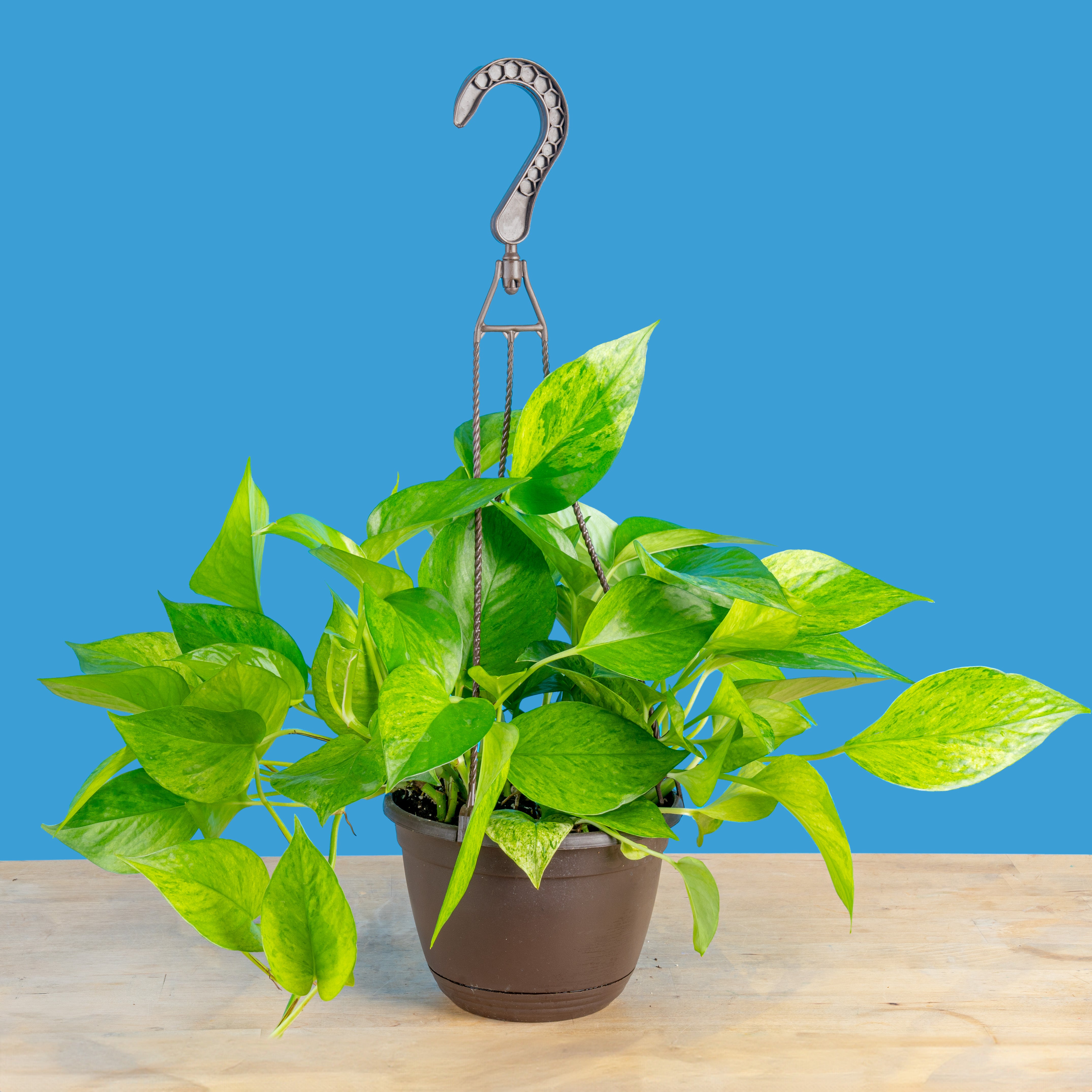 Jessenia Pothos