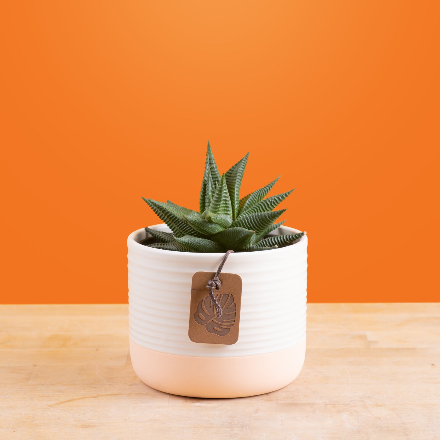 Haworthia Pumila Succulent