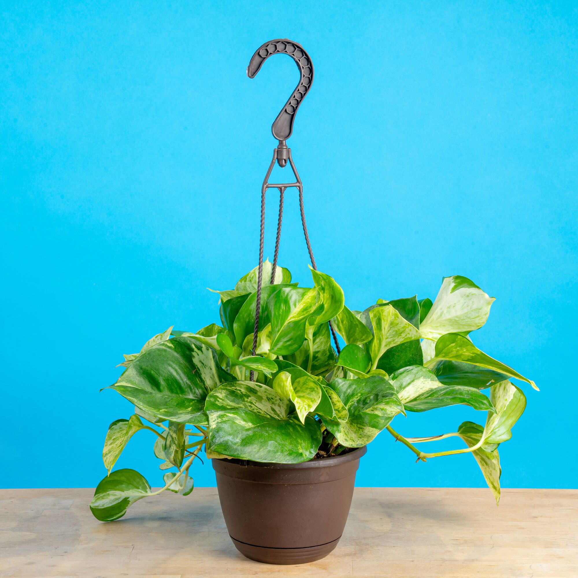 Pothos Manjula