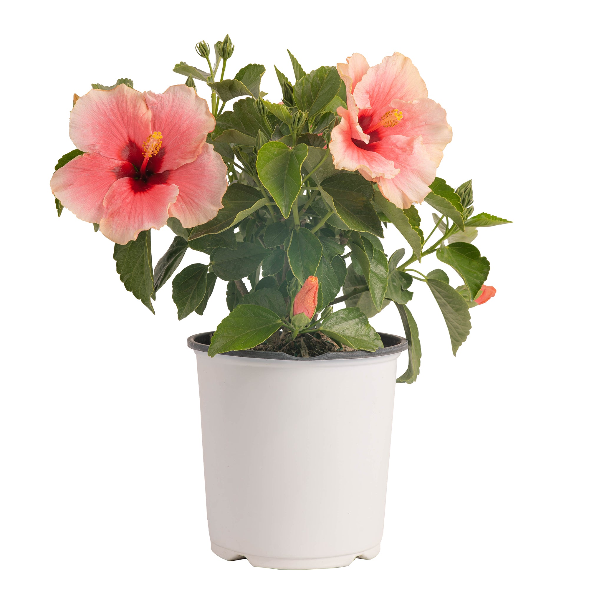 Tropical Hibiscus HibisQs® Grace