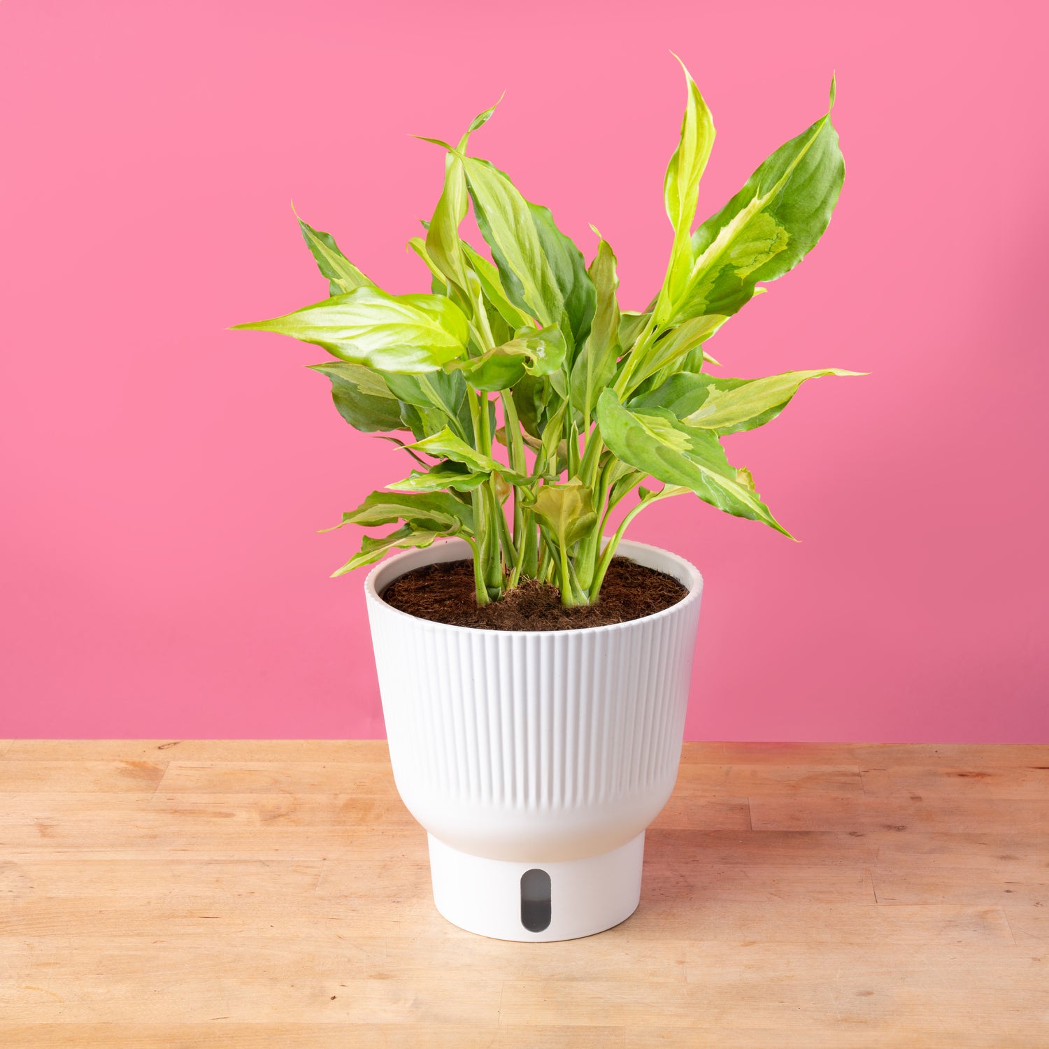 Spathonema Aglaonema