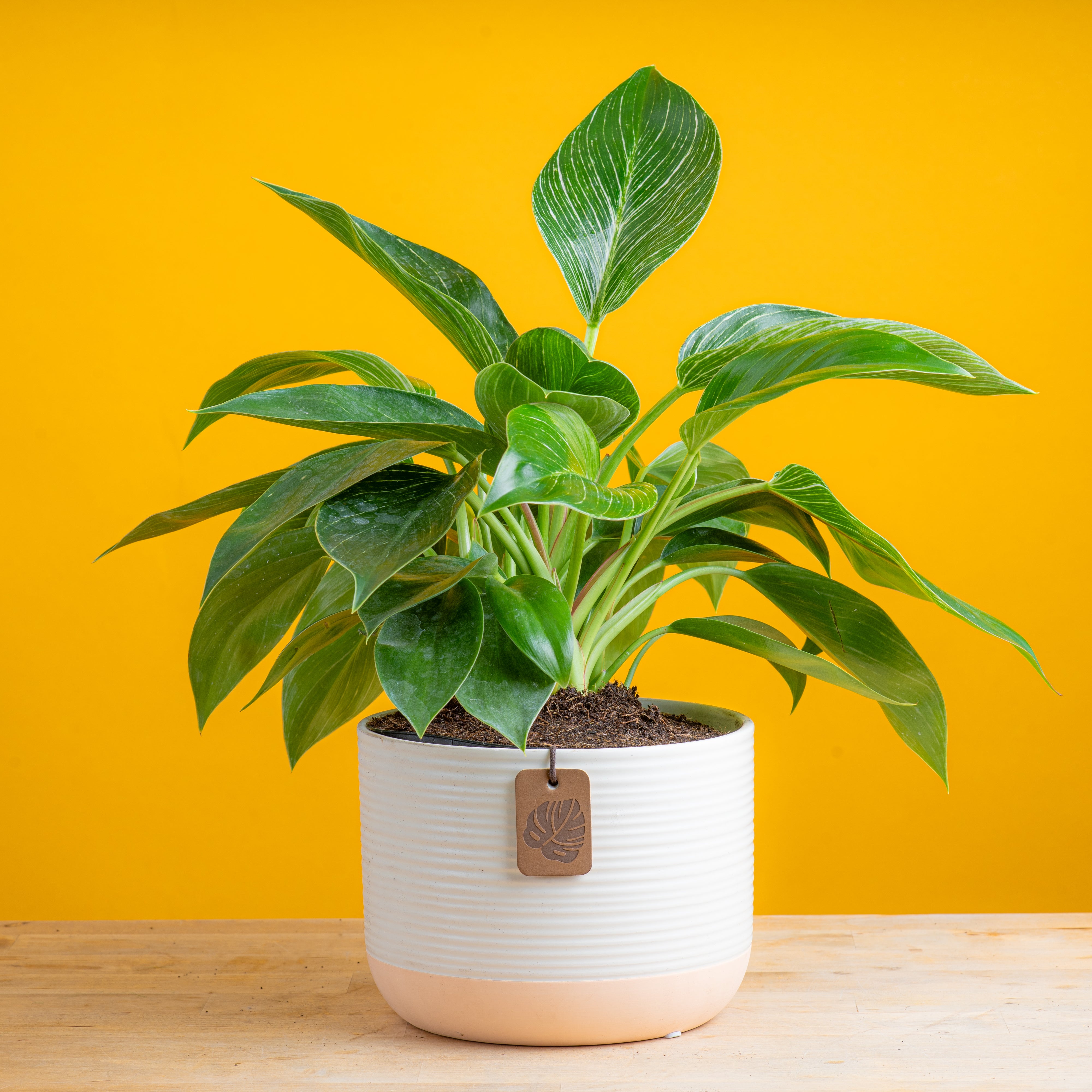 Philodendron Birkin