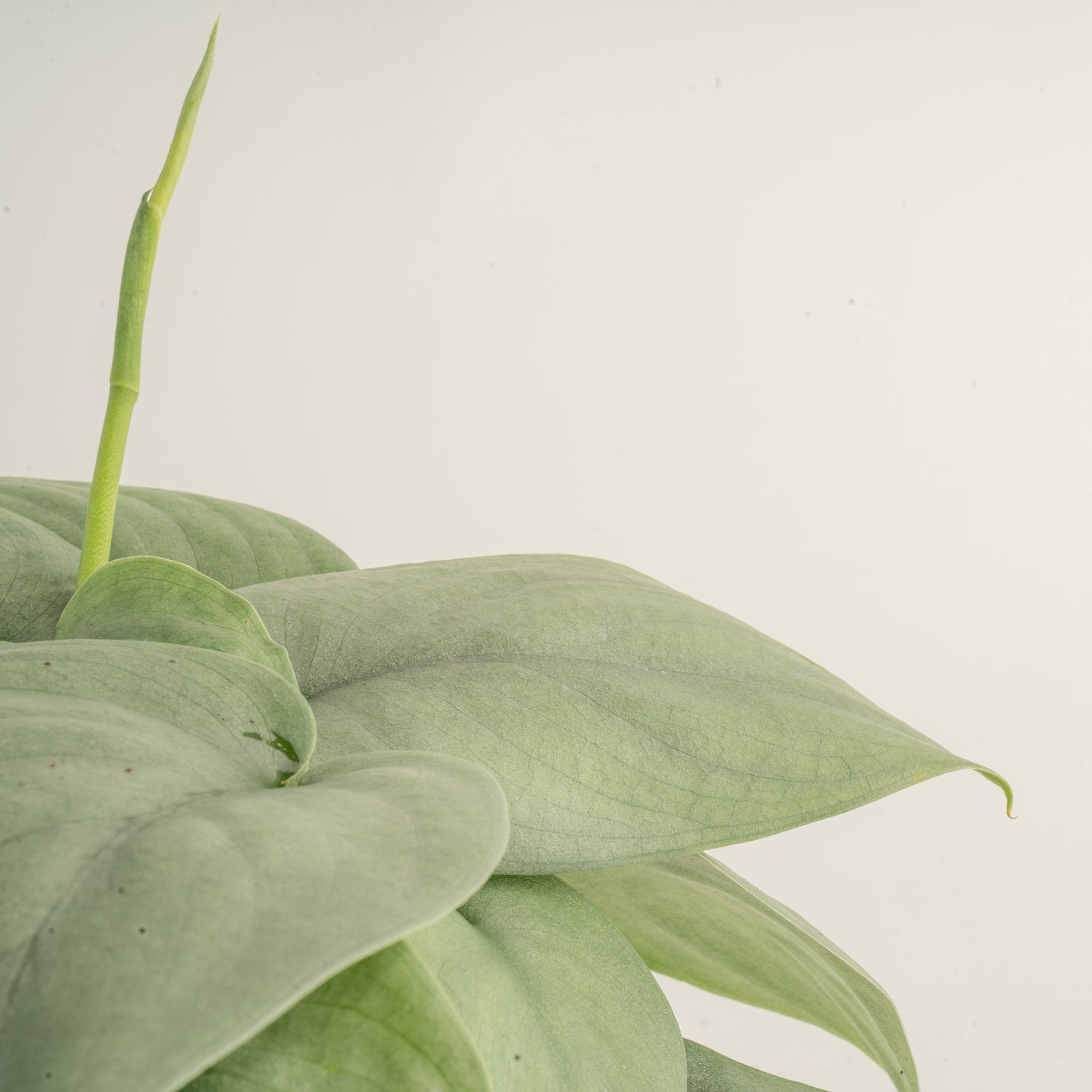 Scindapsus Platinum Java