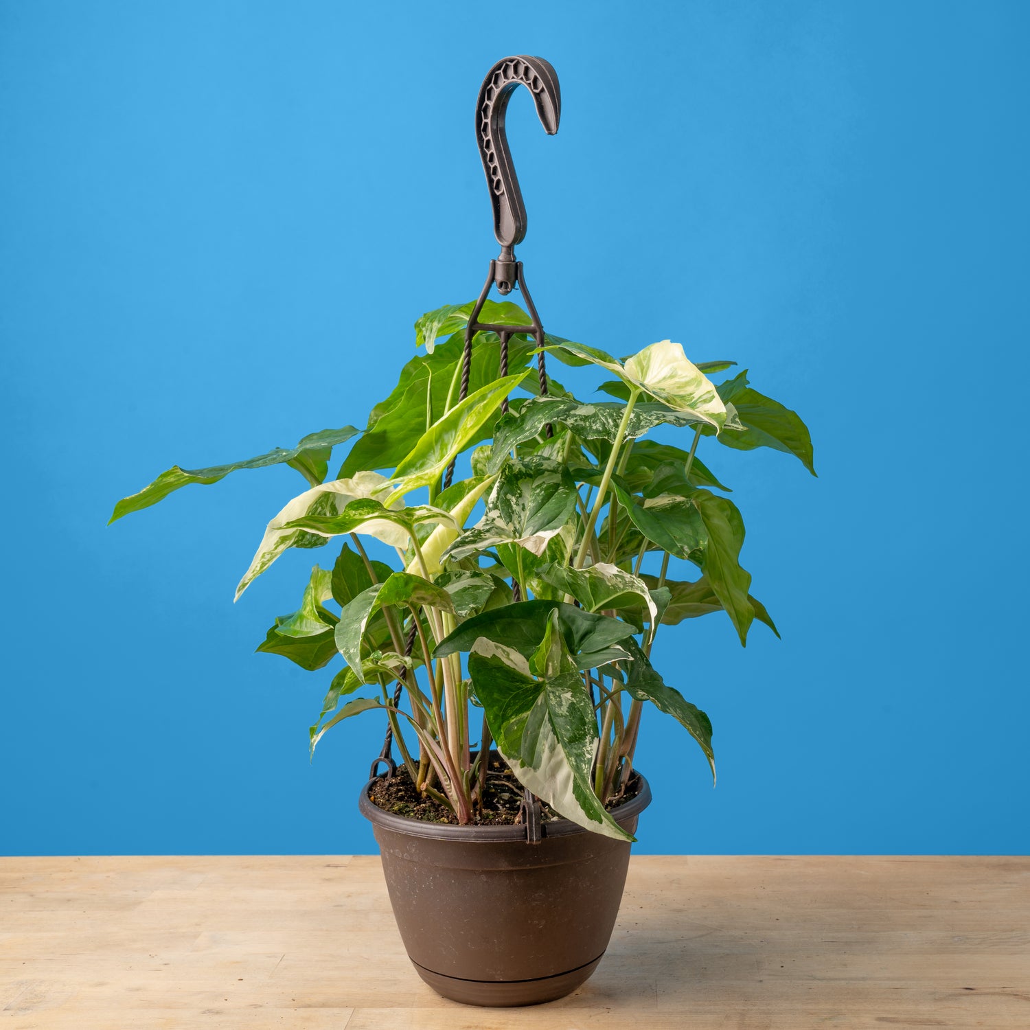 Albo Syngonium