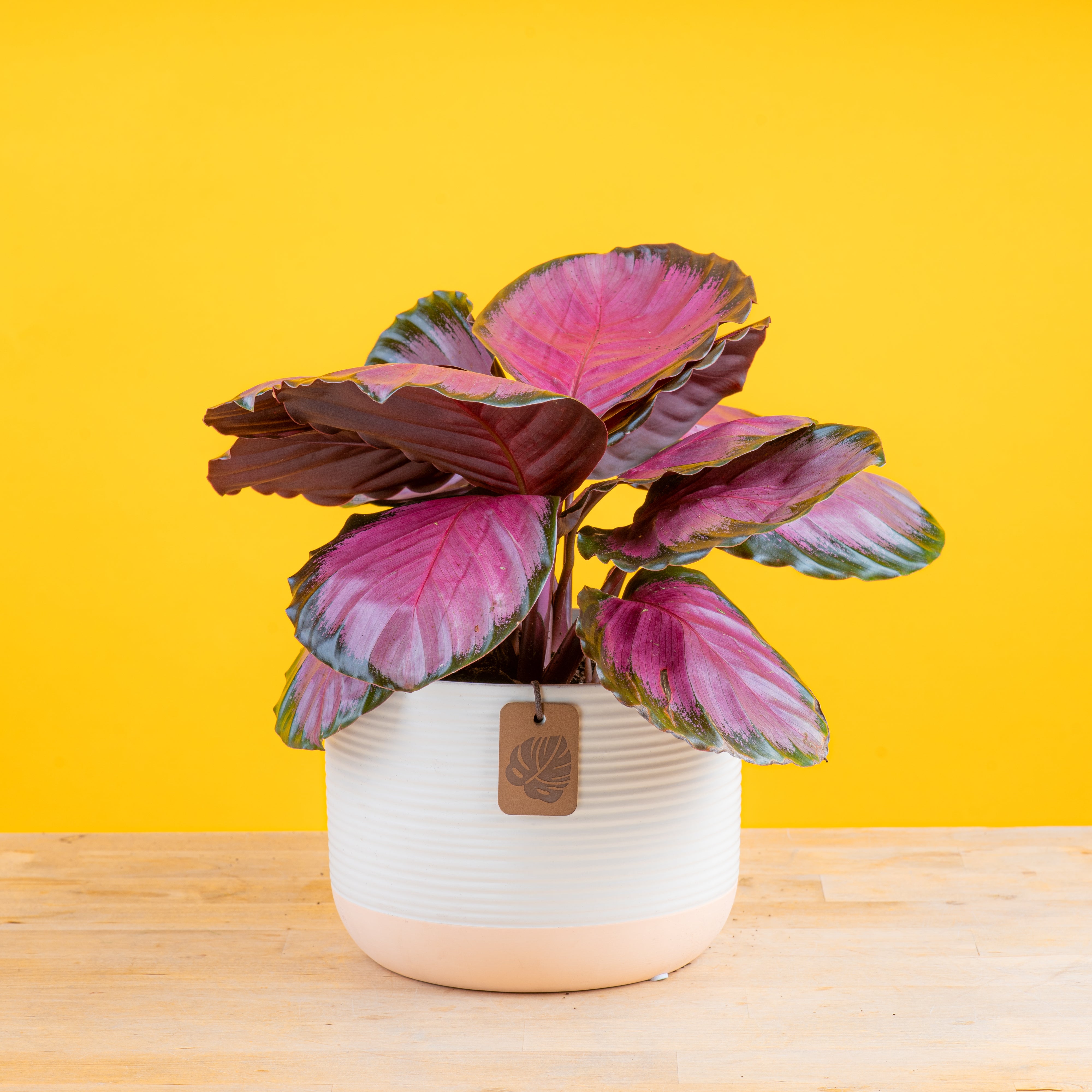 Calathea Pink Star