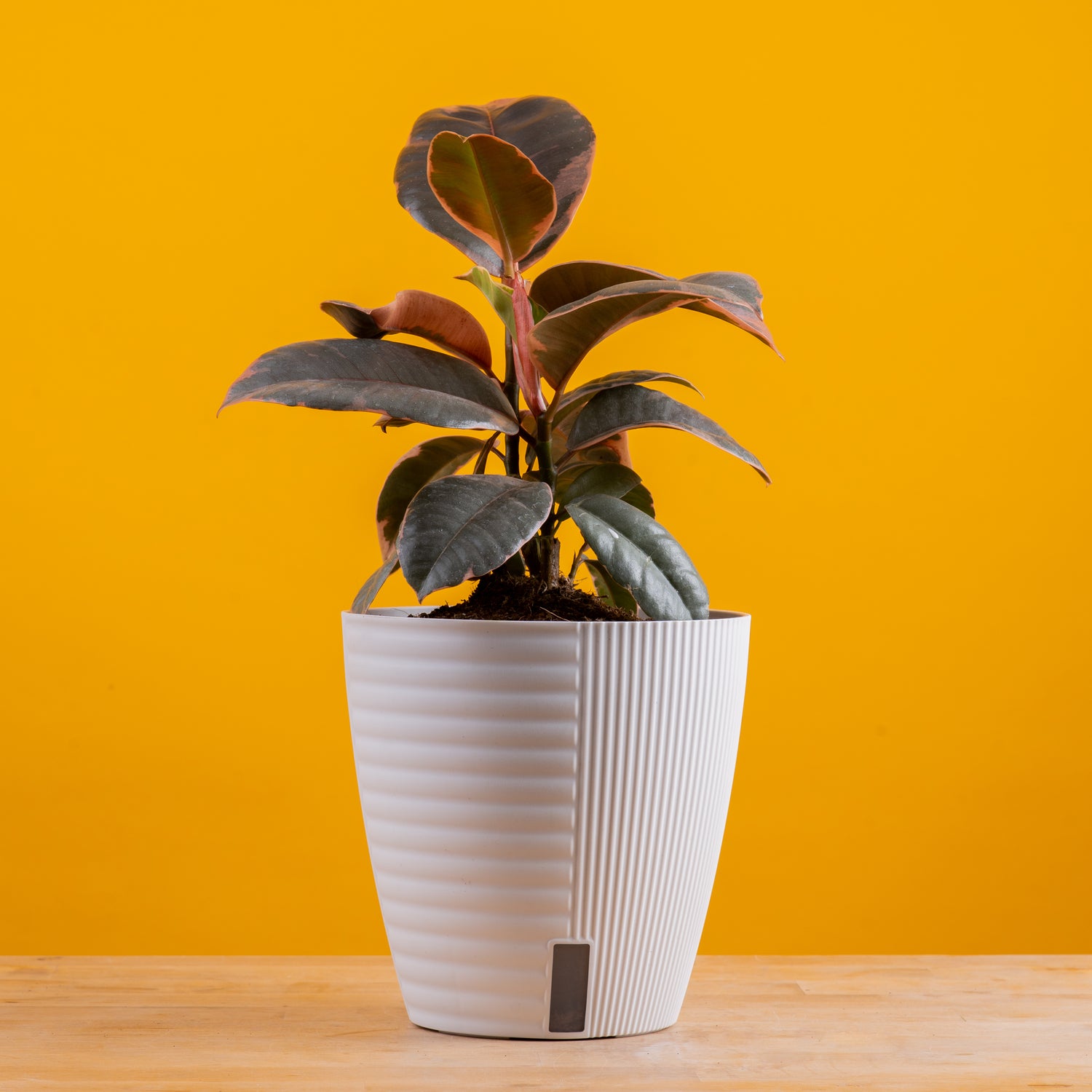 Ficus Ruby