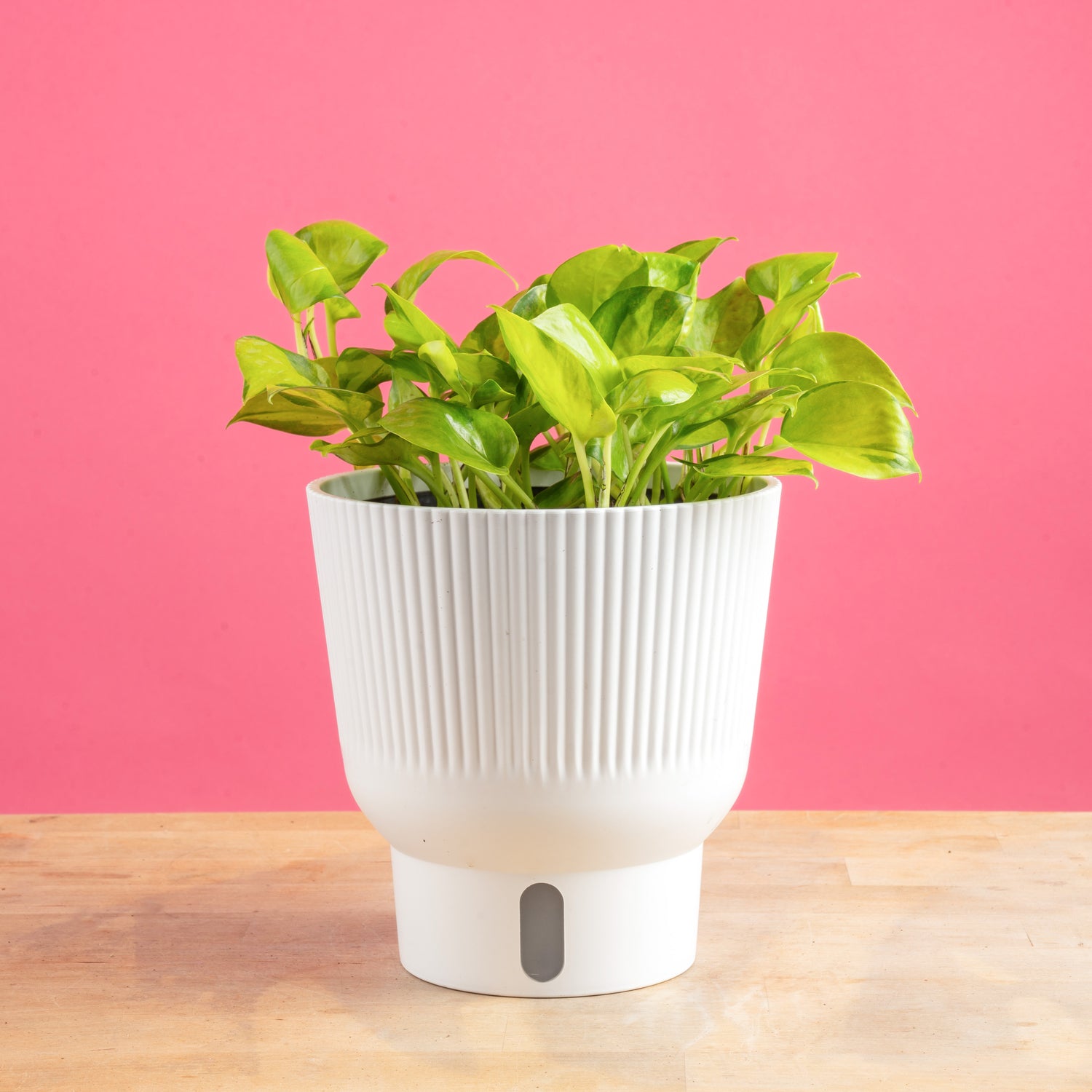 Pothos Neon Joy