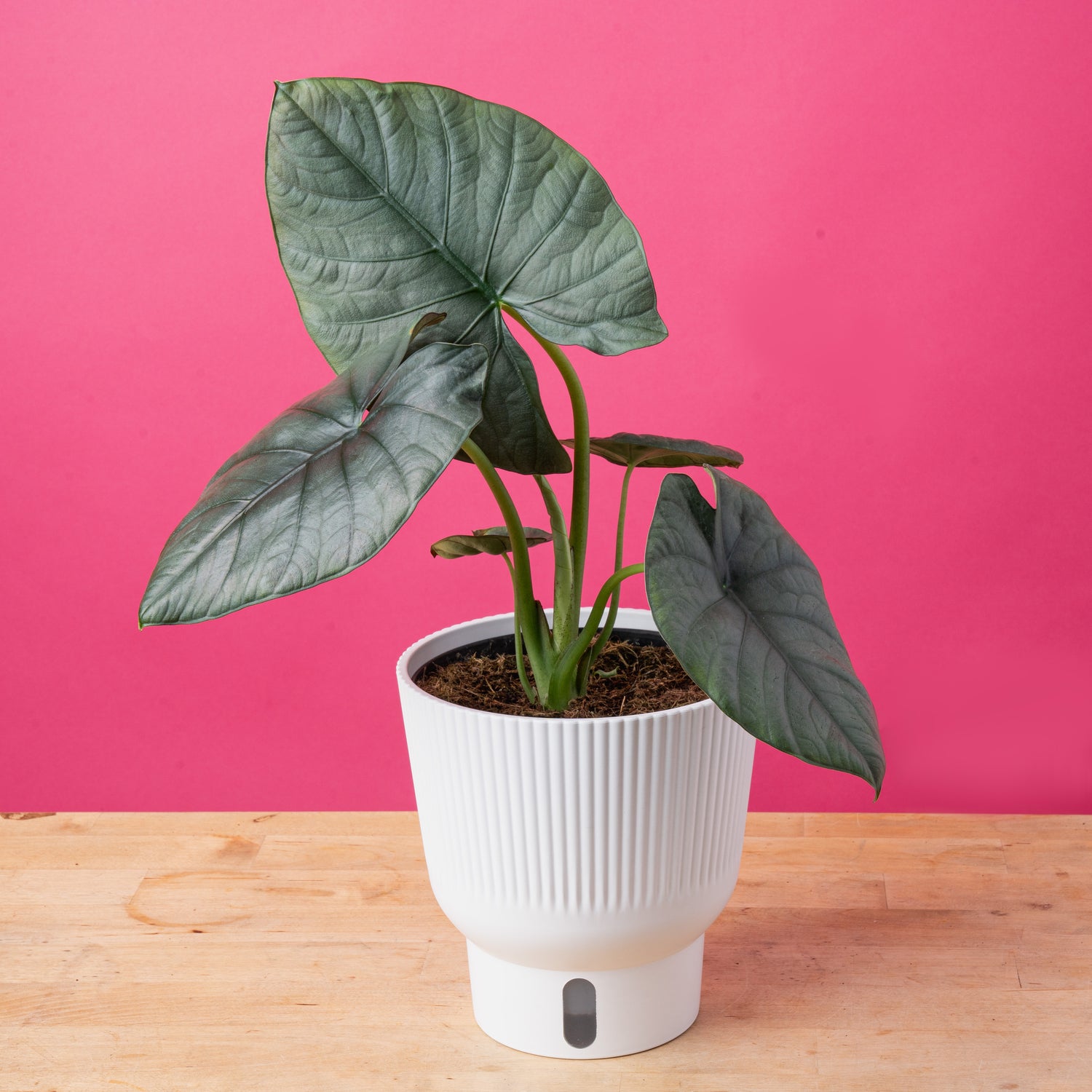 Alocasia Reginae