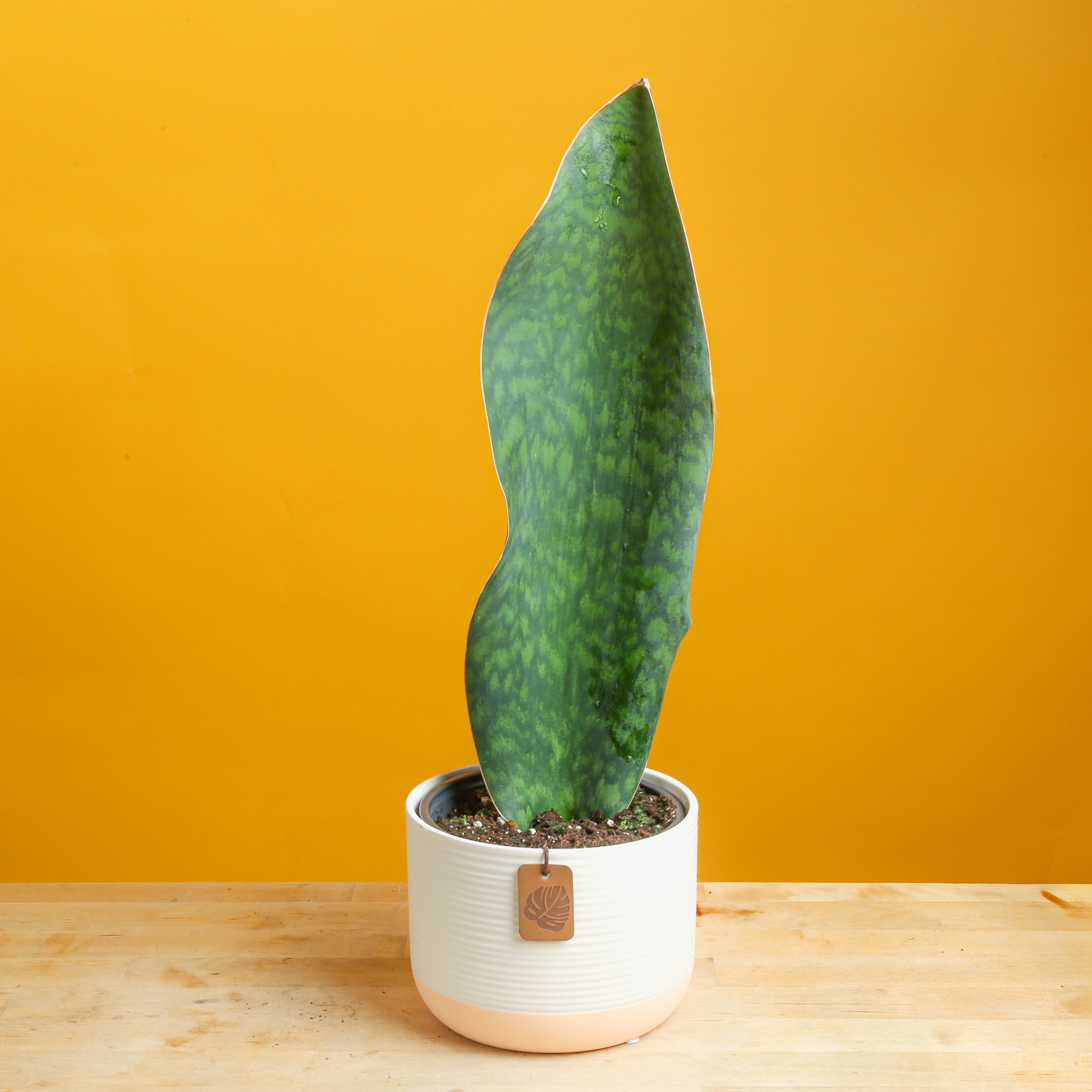 Whalefin Sansevieria