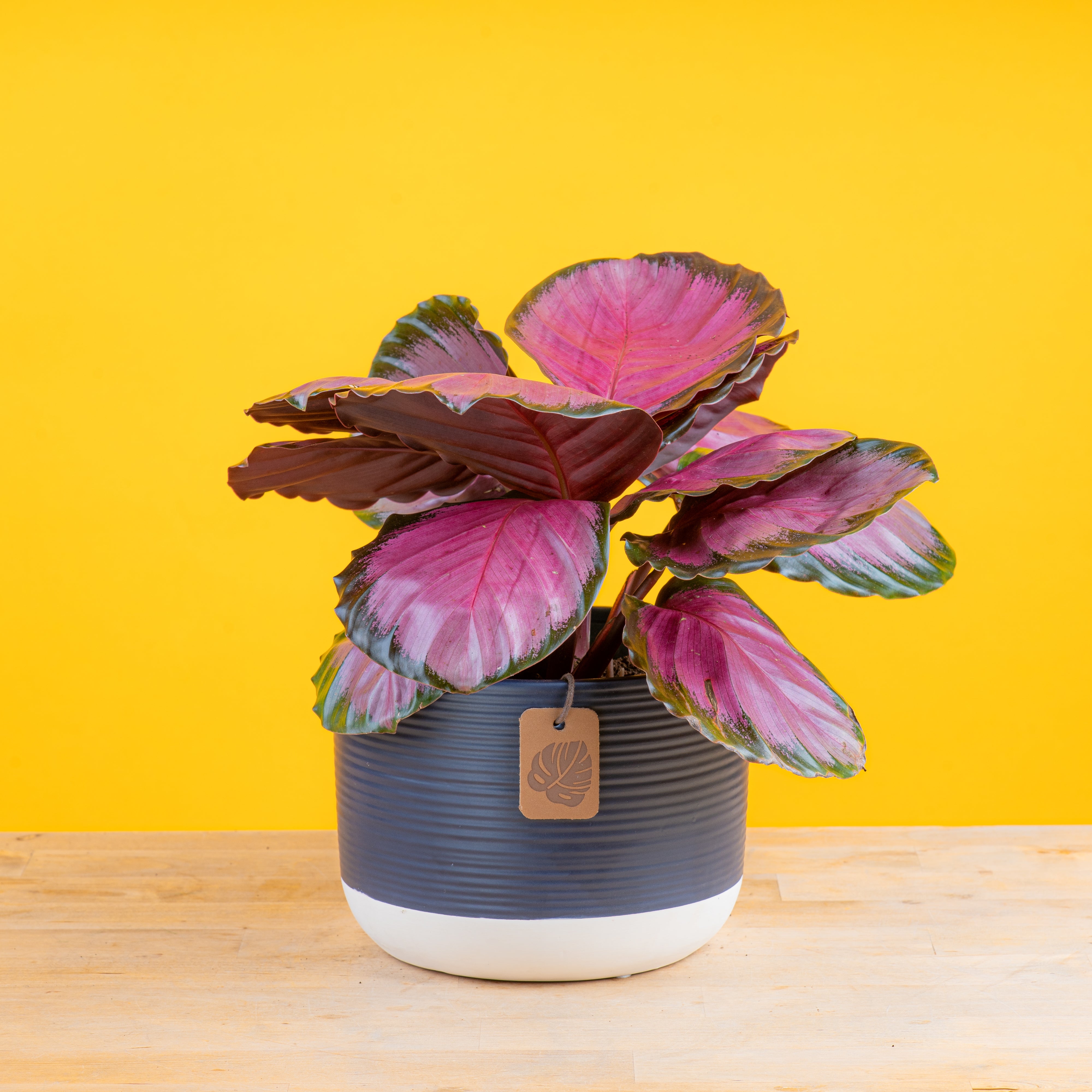 Calathea Pink Star