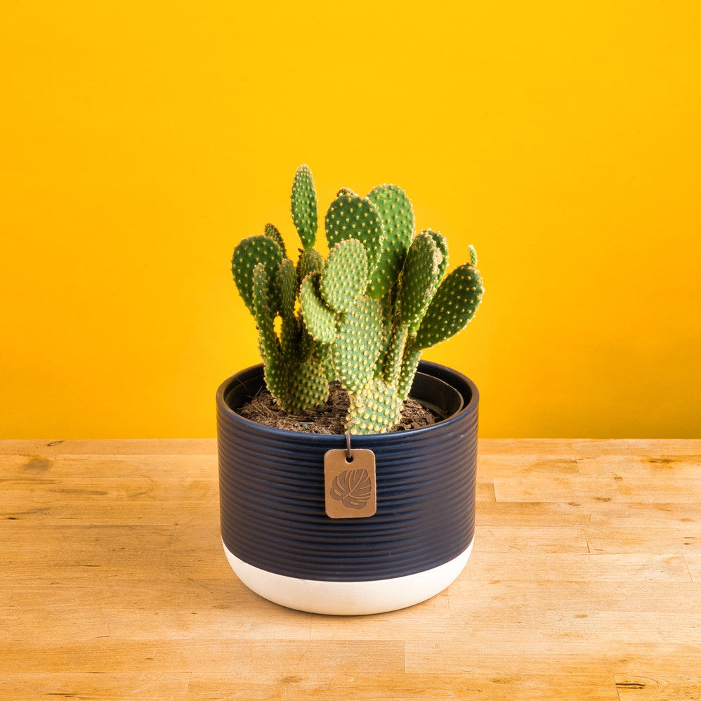 Opuntia Pallida Cactus