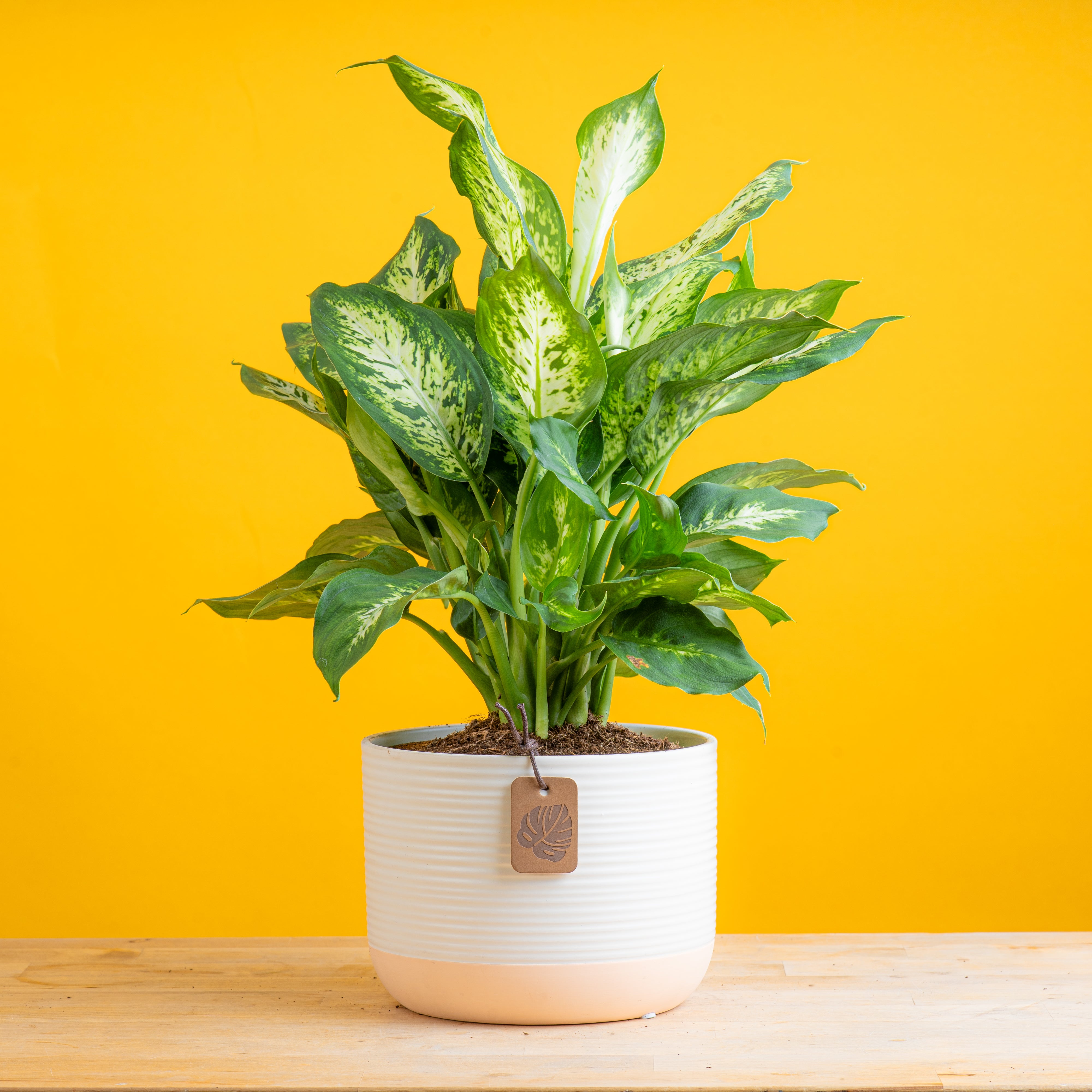 Dieffenbachia