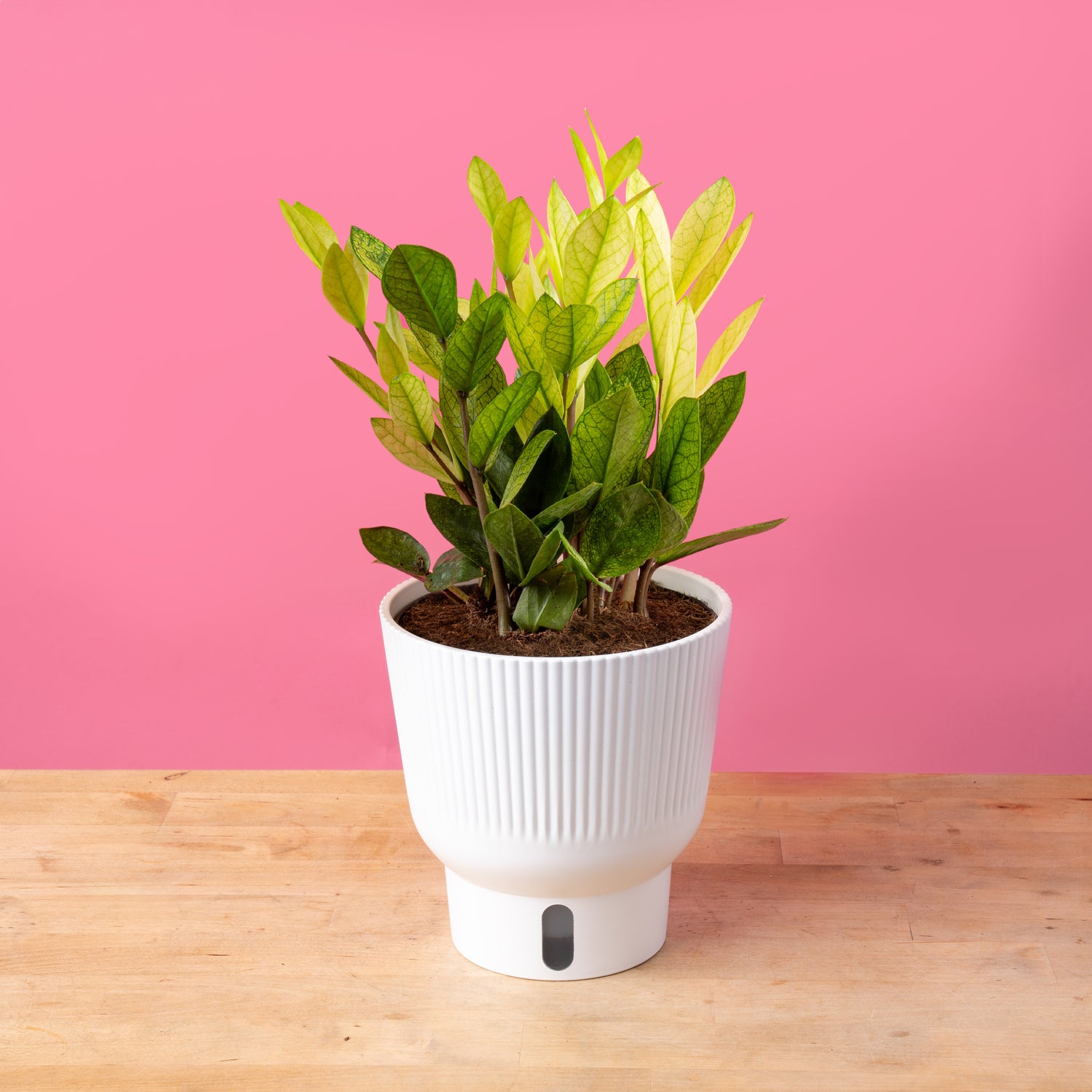 Chameleon ZZ Plant