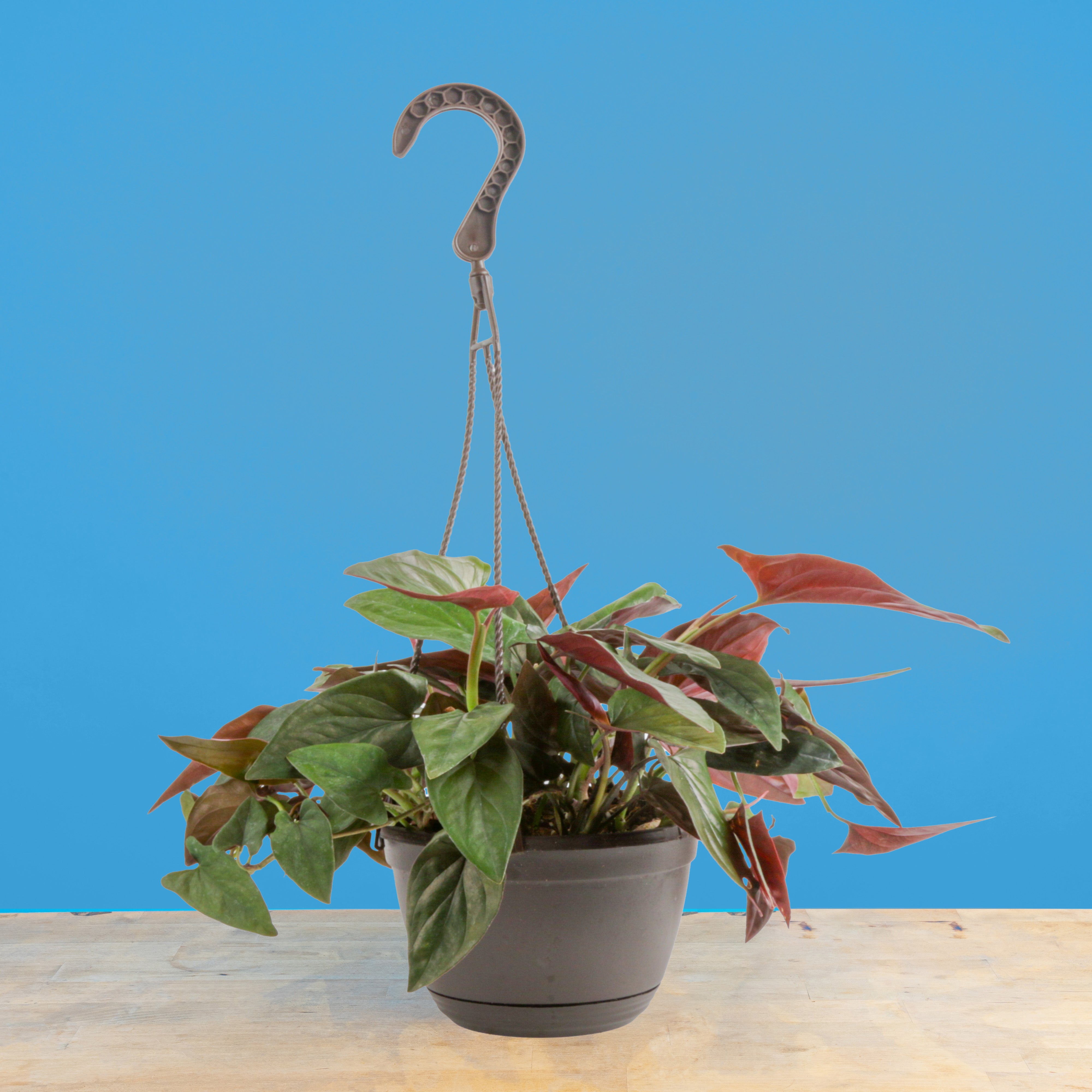 Syngonium erythrophyllum