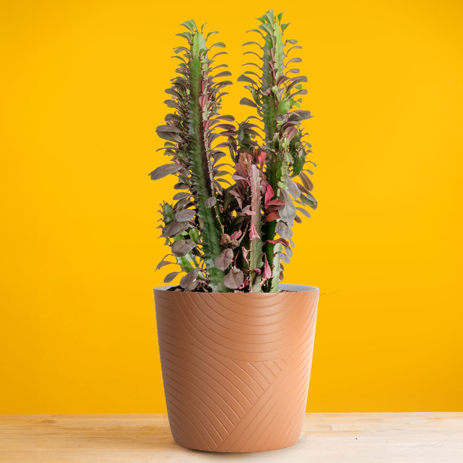 Euphorbia Trigona Red Cactus