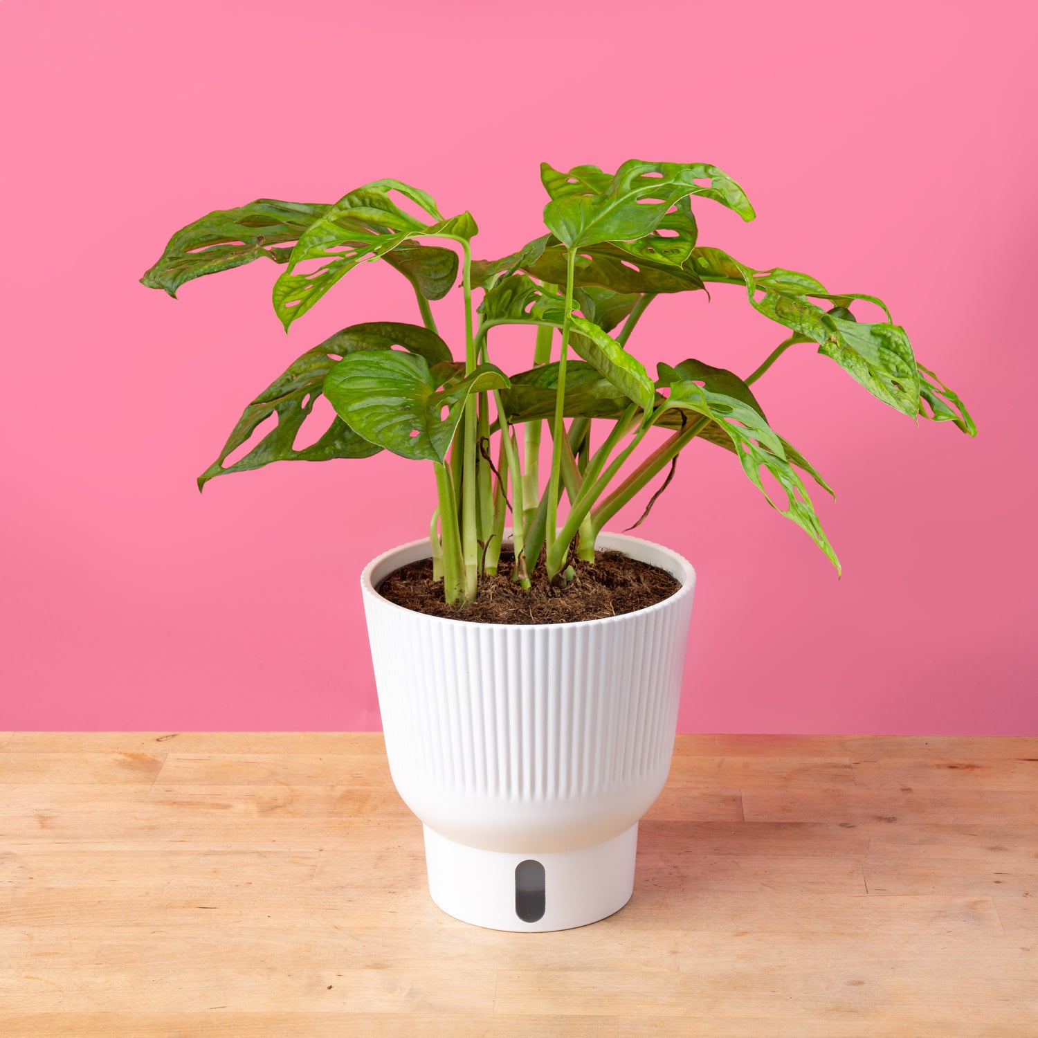 Little Swiss Monstera