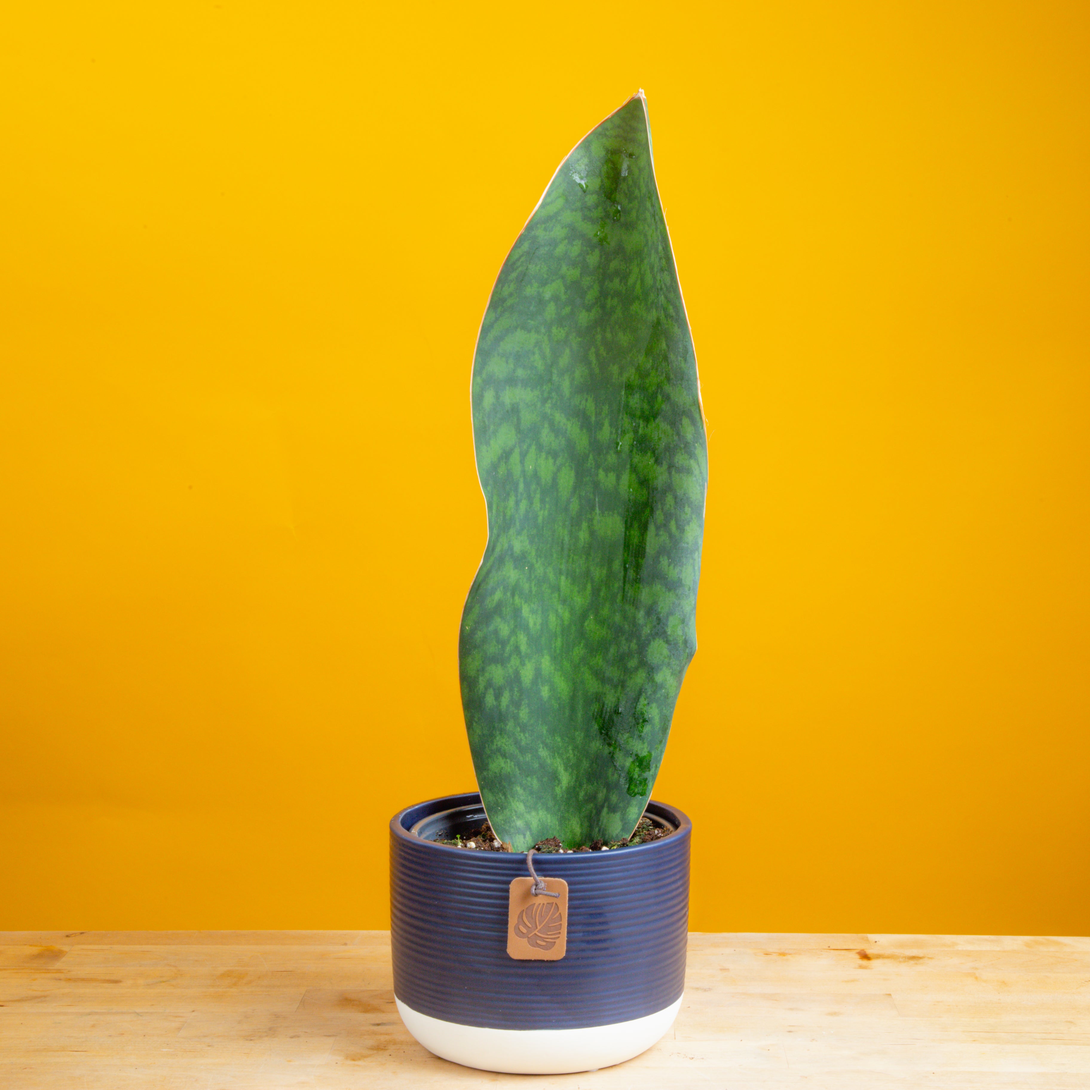 Whalefin Sansevieria