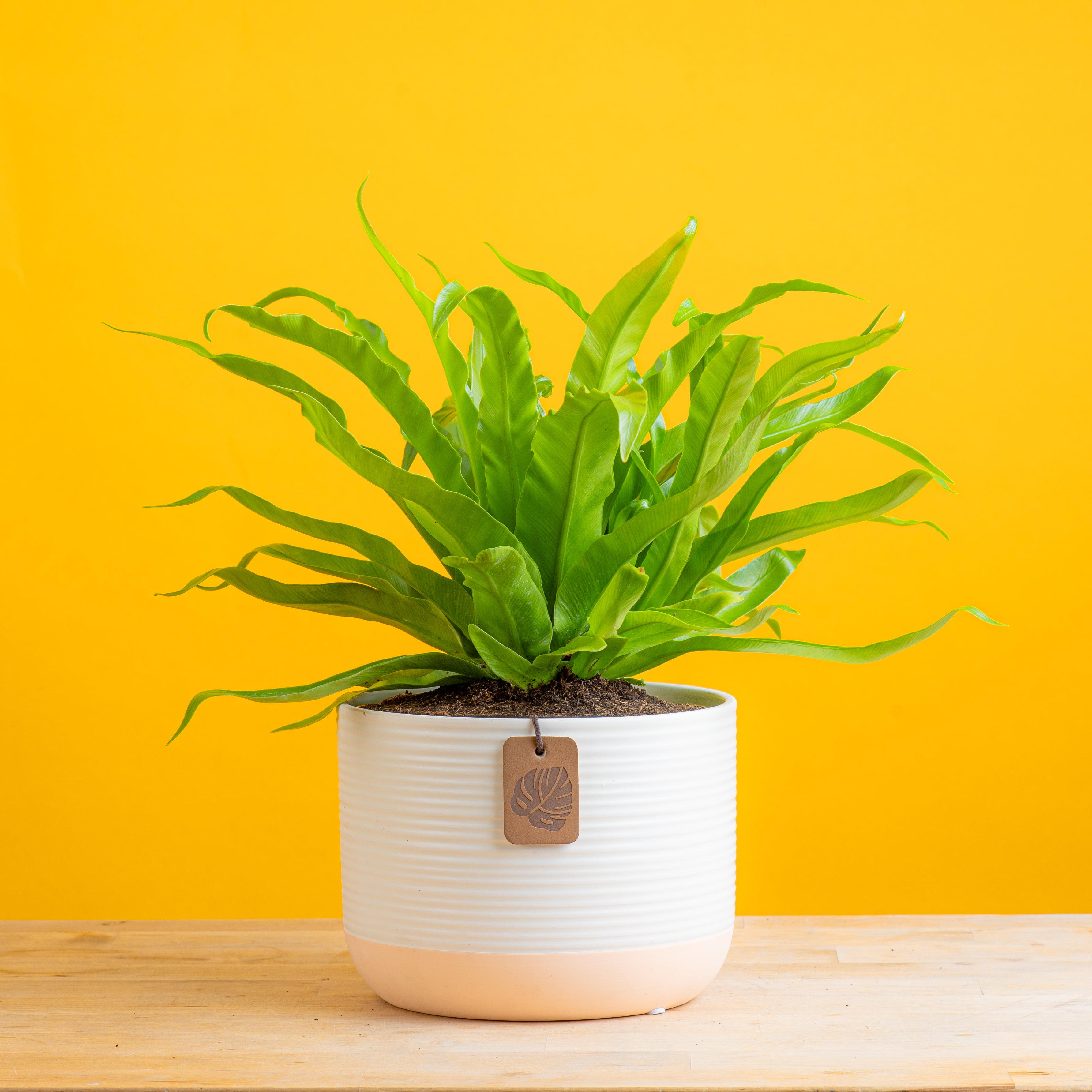 Bird's Nest Fern