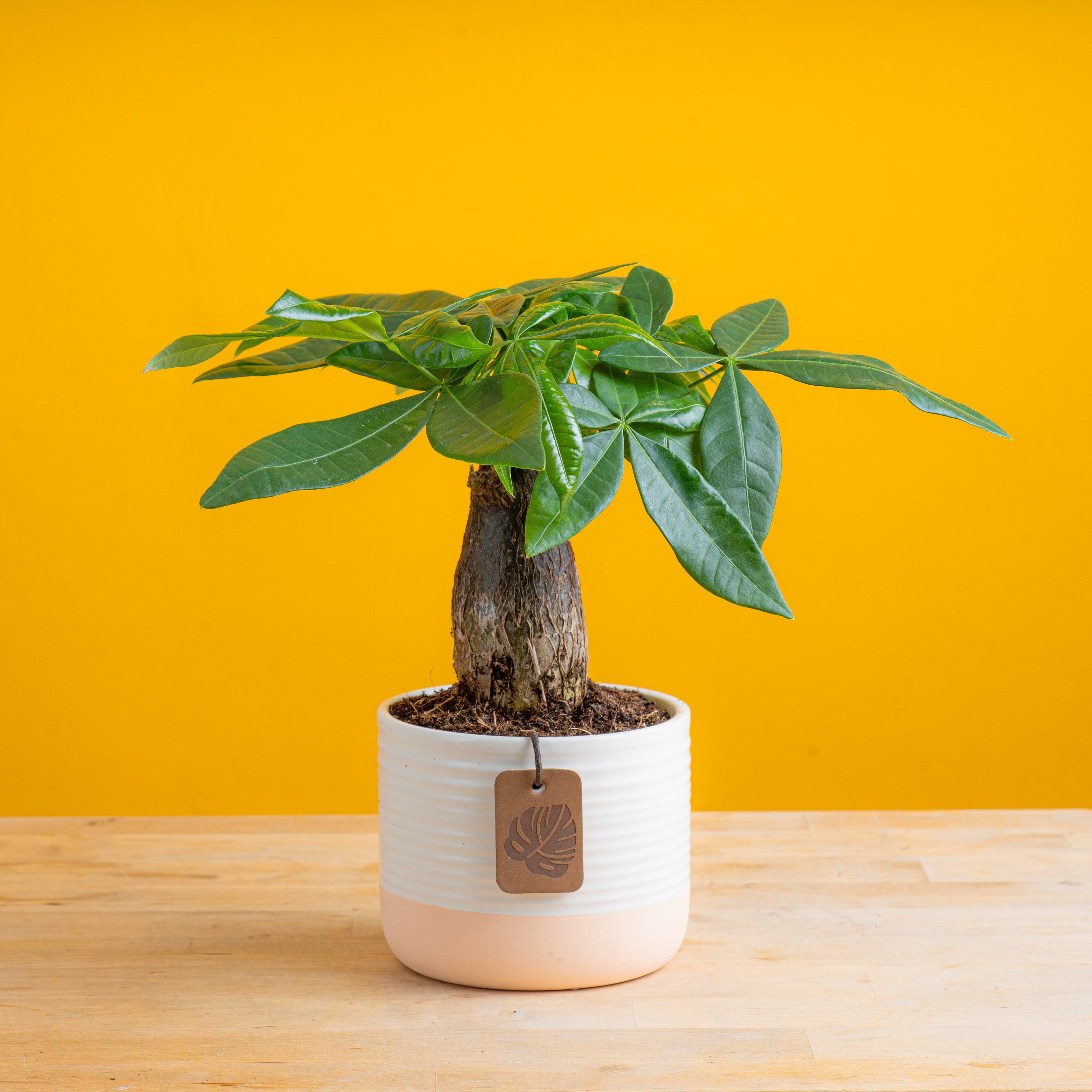 Mini Money Tree