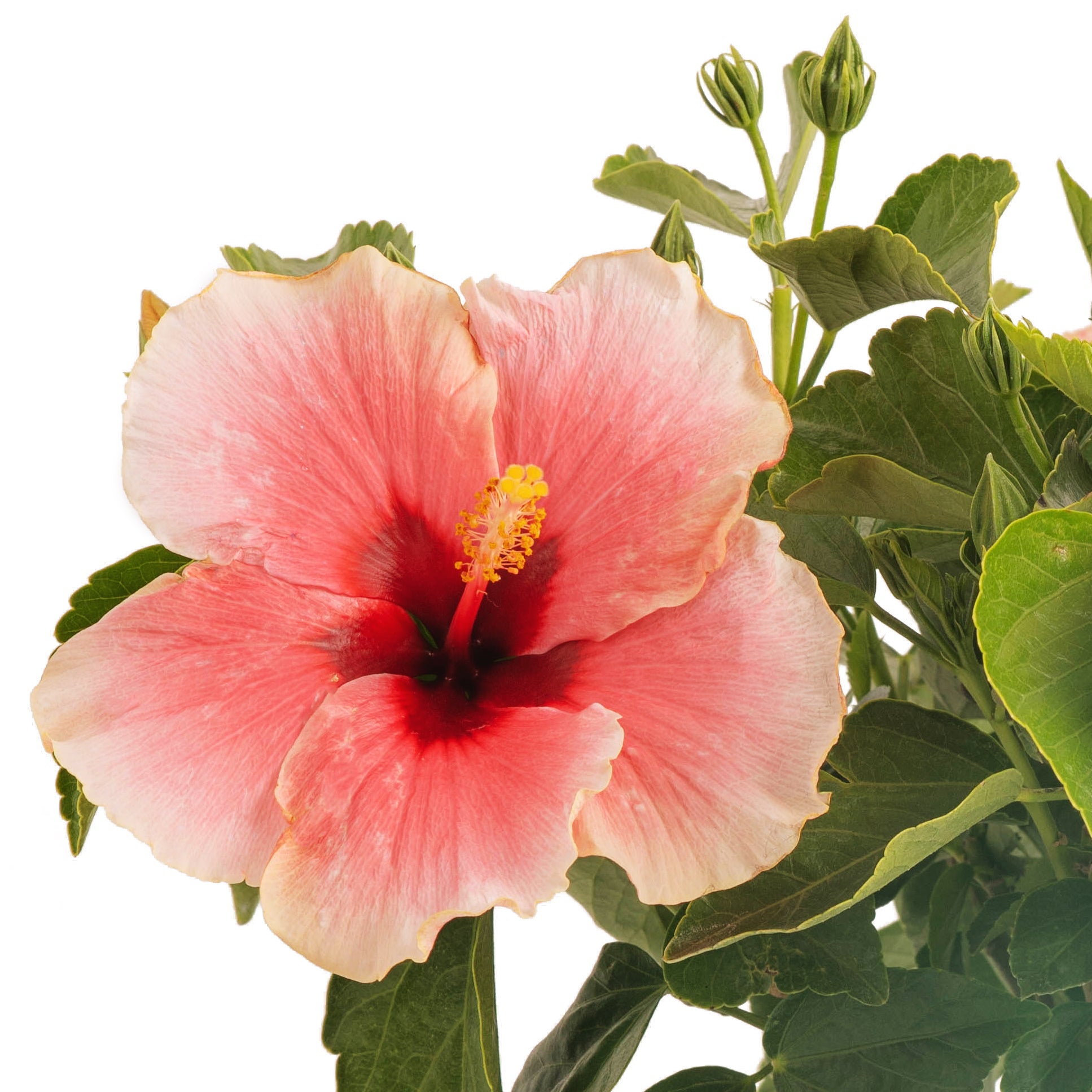 Tropical Hibiscus HibisQs® Grace