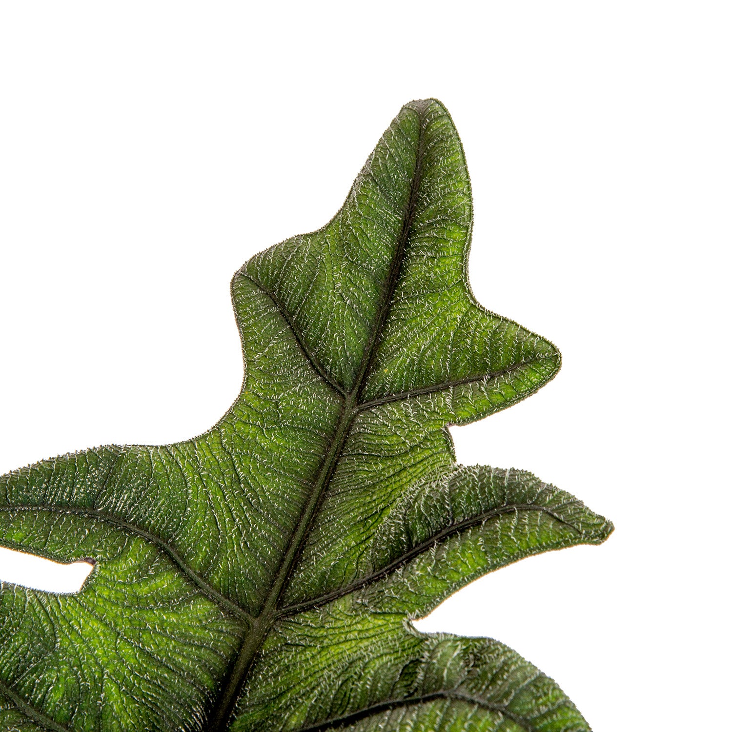 Alocasia Jacklyn