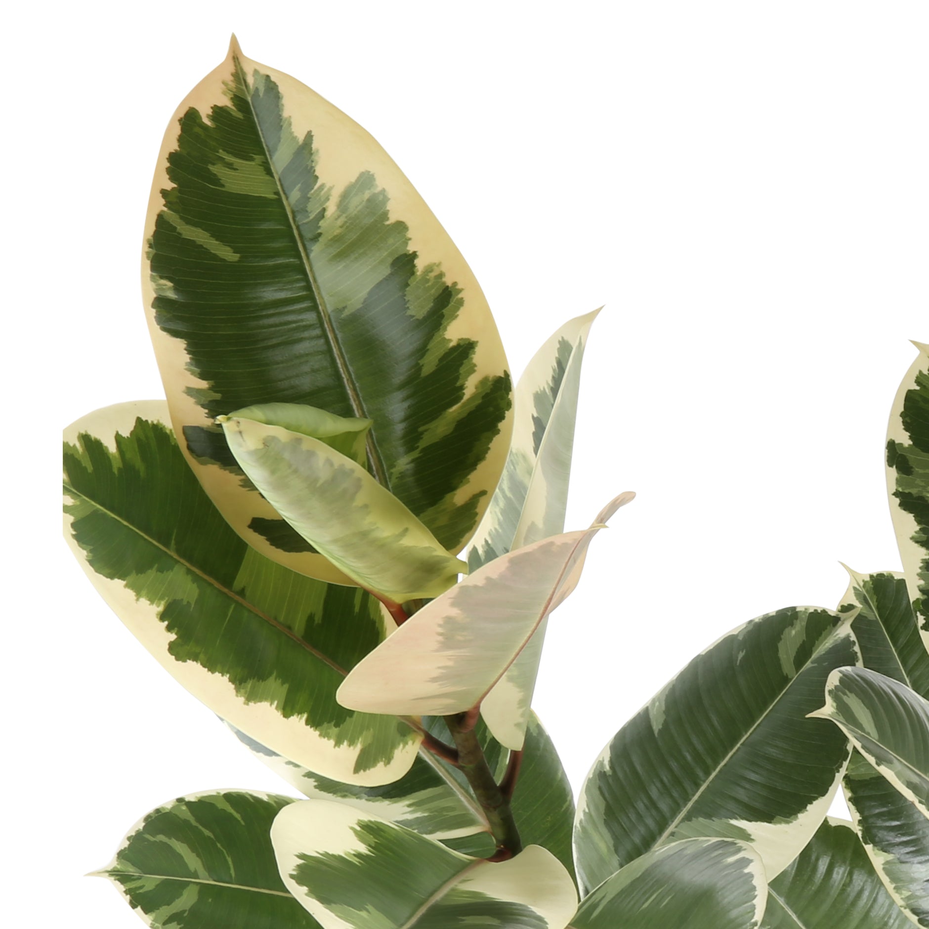 Ficus Tineke