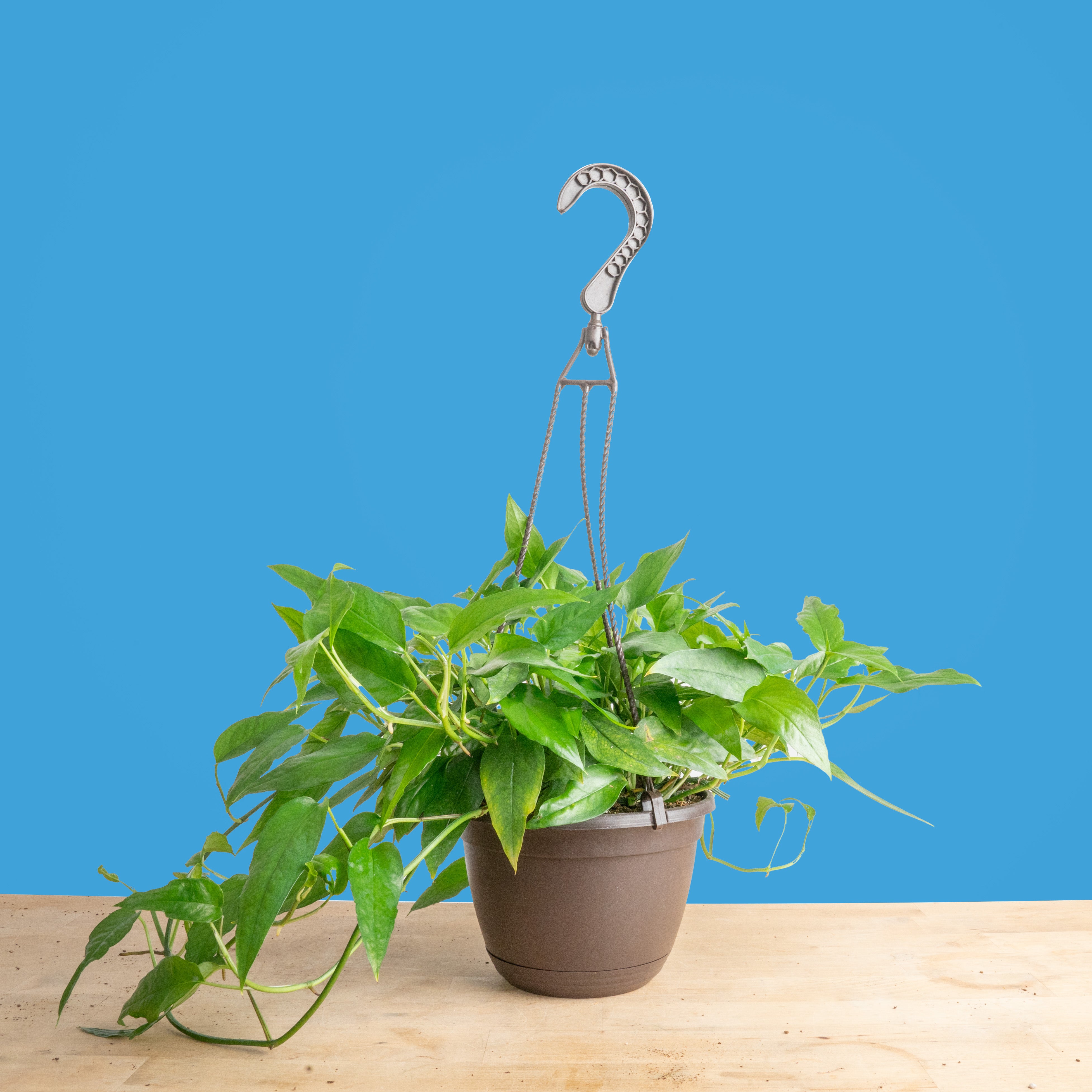 Skeleton Key Pothos