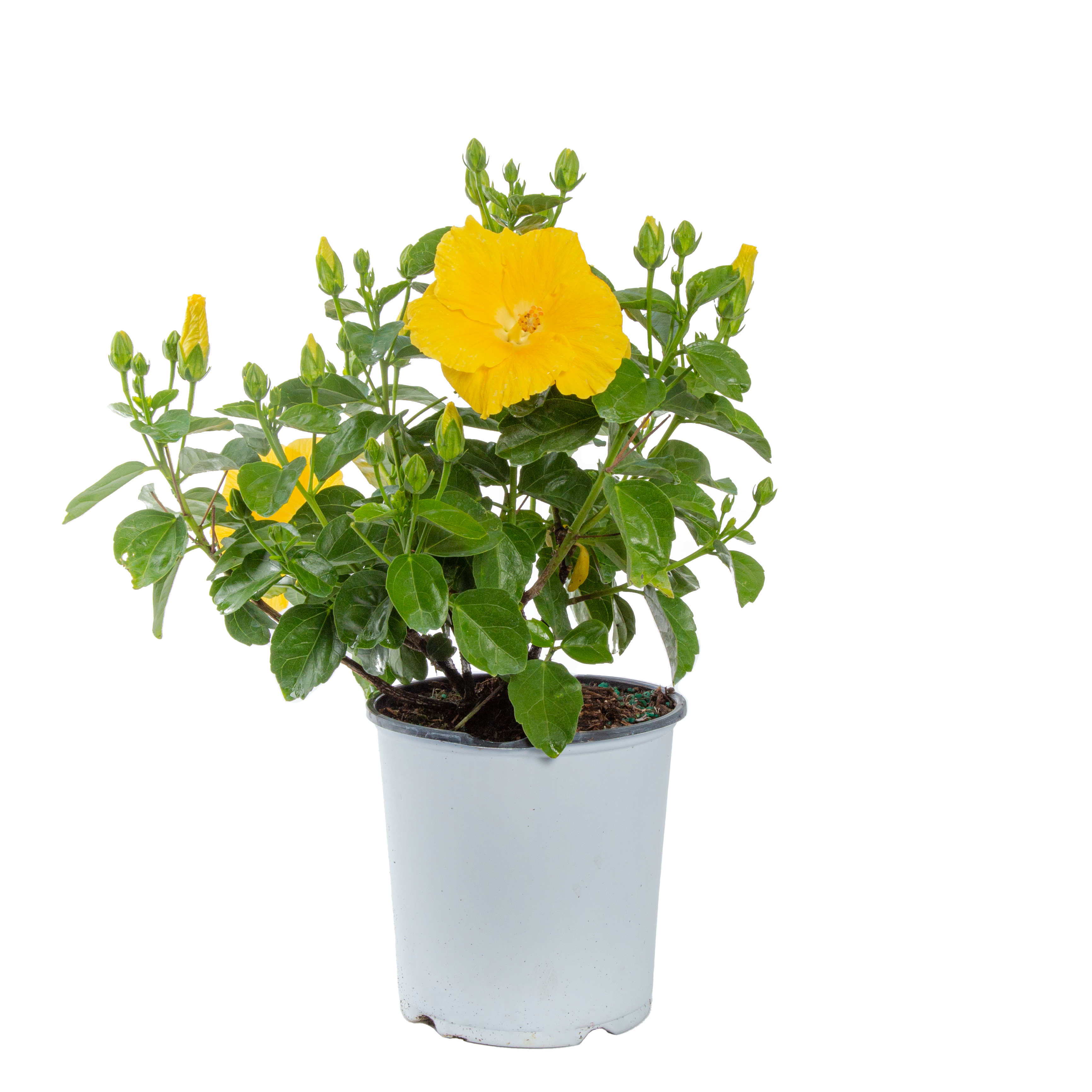 Tropical Hibiscus HibisQs® Ninos Yellow