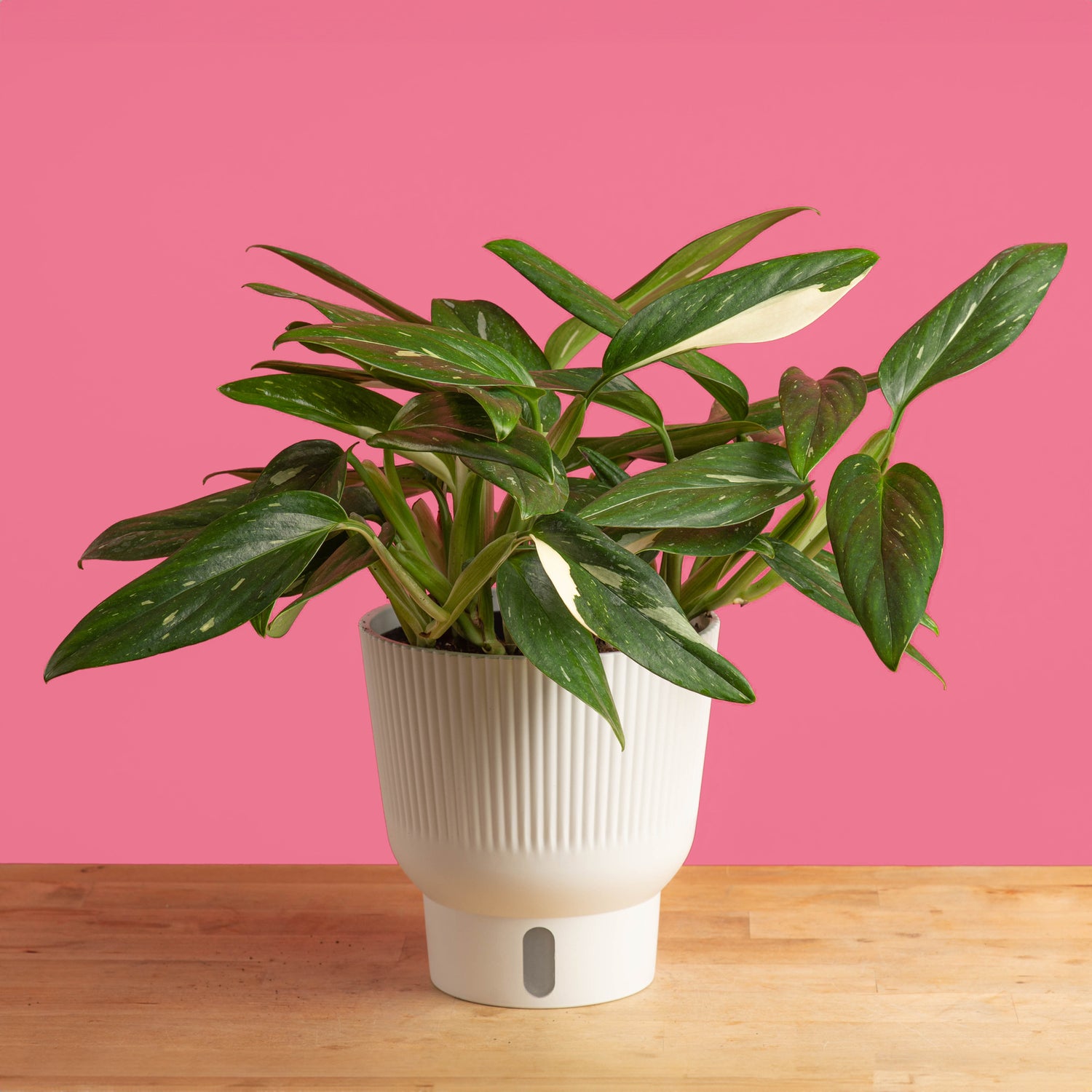 Monstera Cobra
