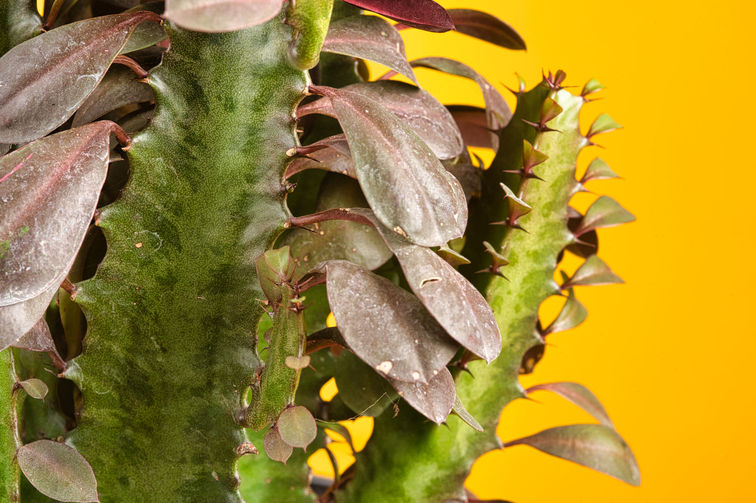 Euphorbia Trigona Red Cactus
