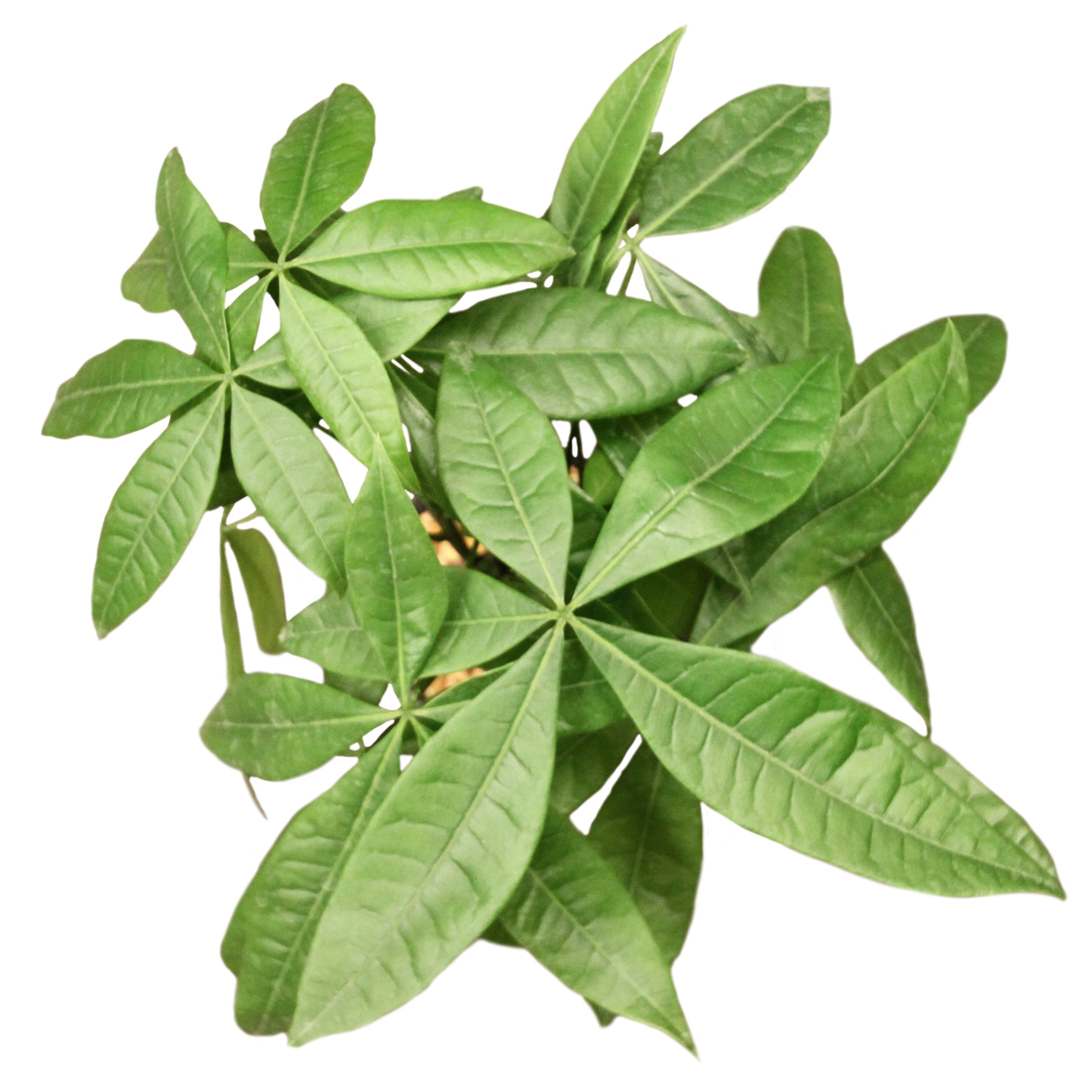 Money Tree