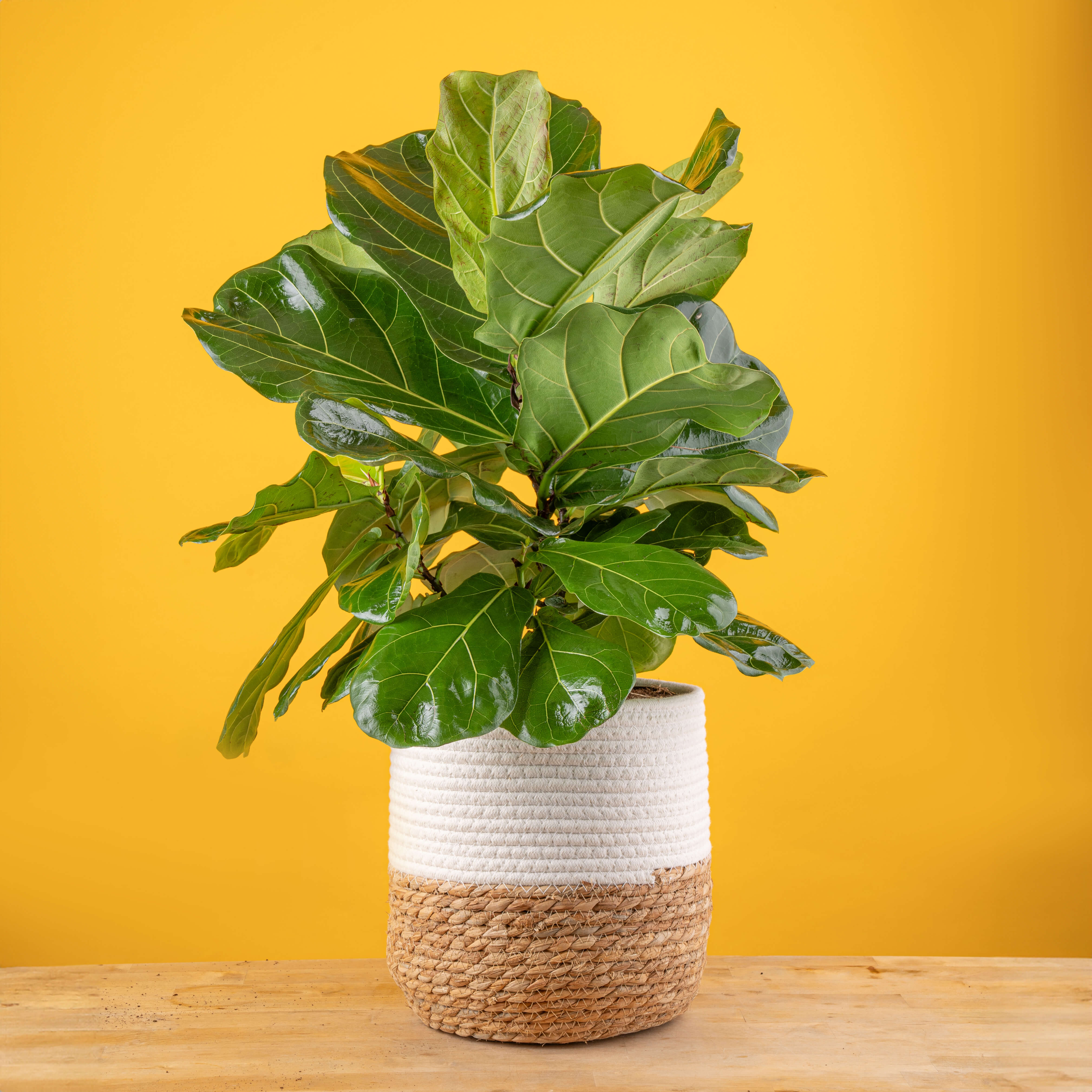 Ficus Lyrata Bush