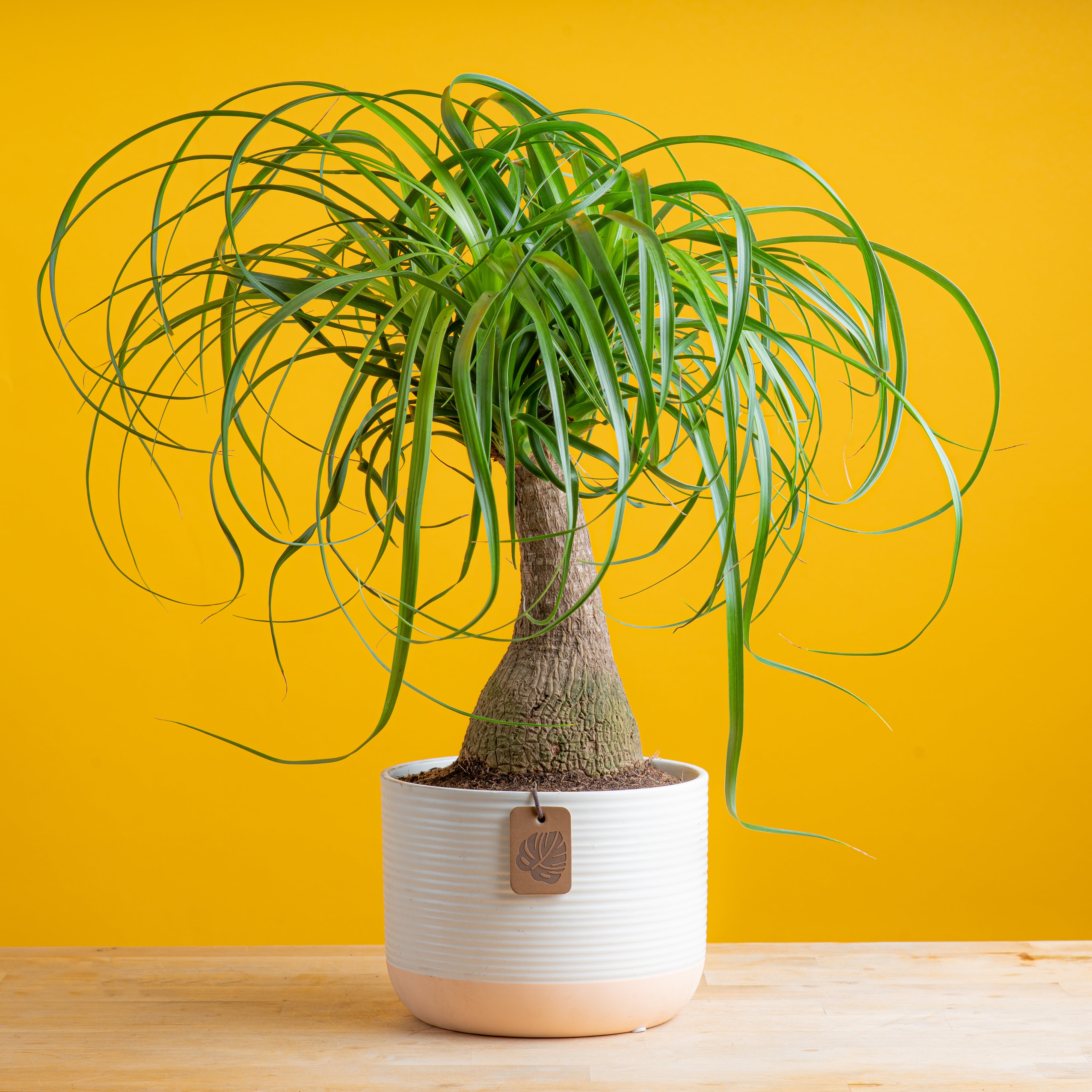 Ponytail Palm