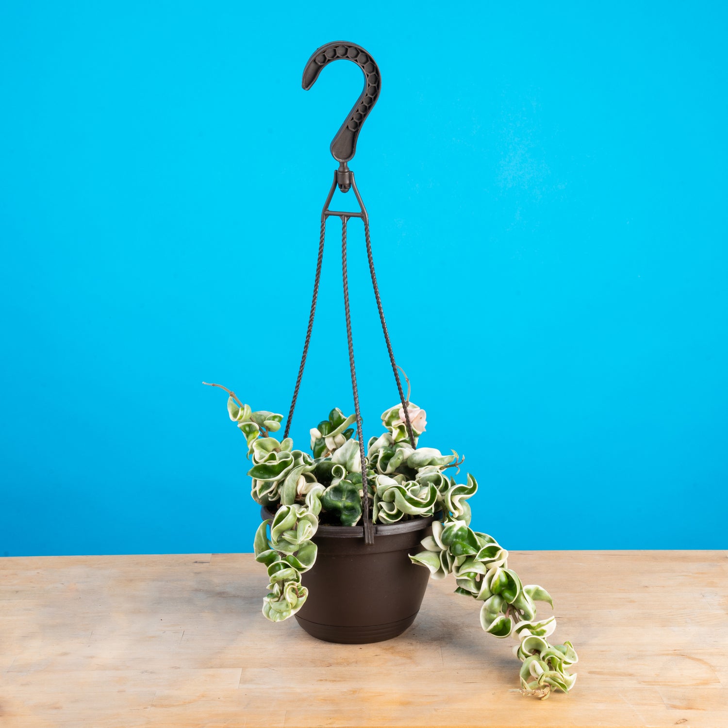 Variegated Hoya Rope