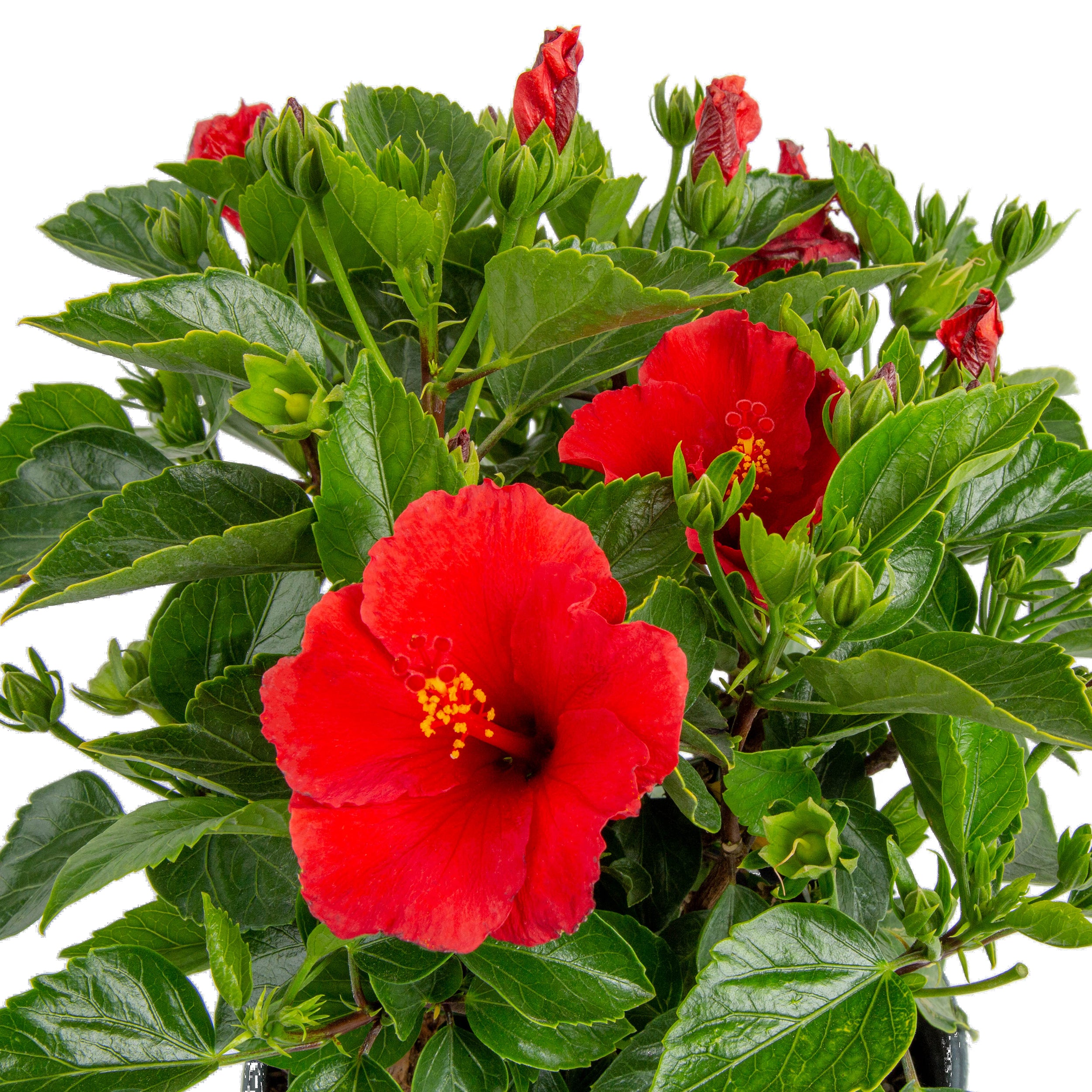 Tropical Hibiscus HibisQs® Constellation Draco