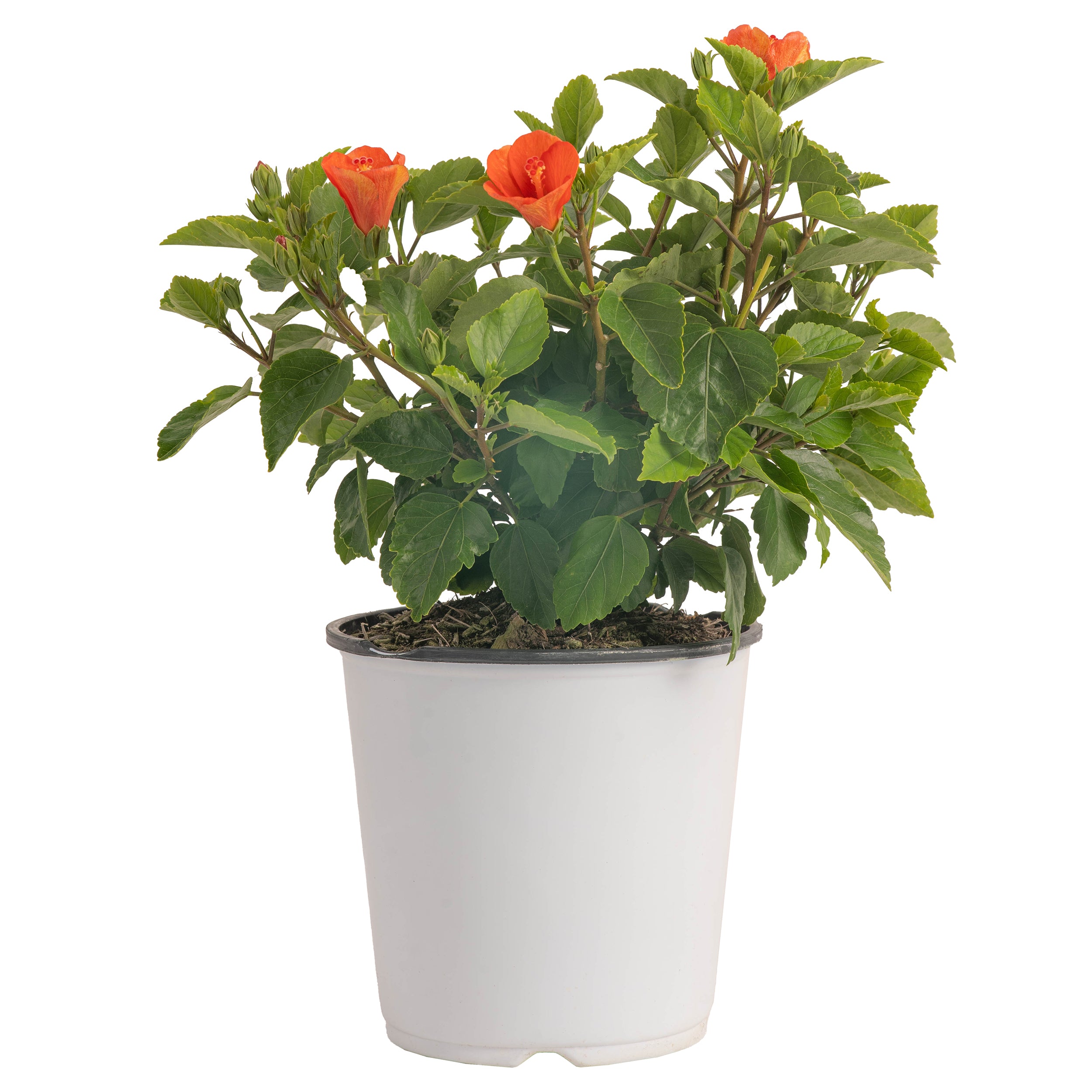 Tropical Hibiscus HibisQs® Constellation Andromeda