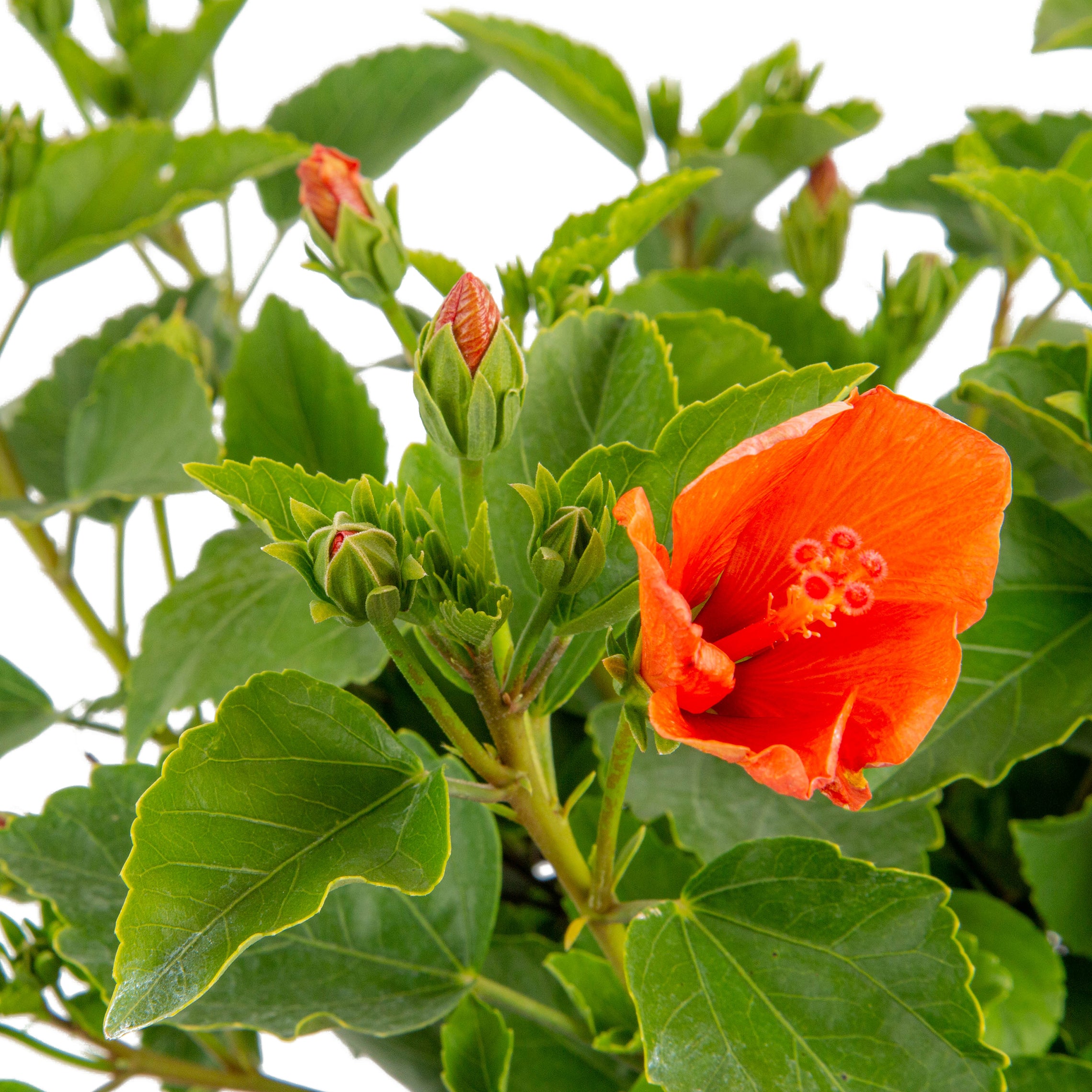 Tropical Hibiscus HibisQs® Constellation Andromeda