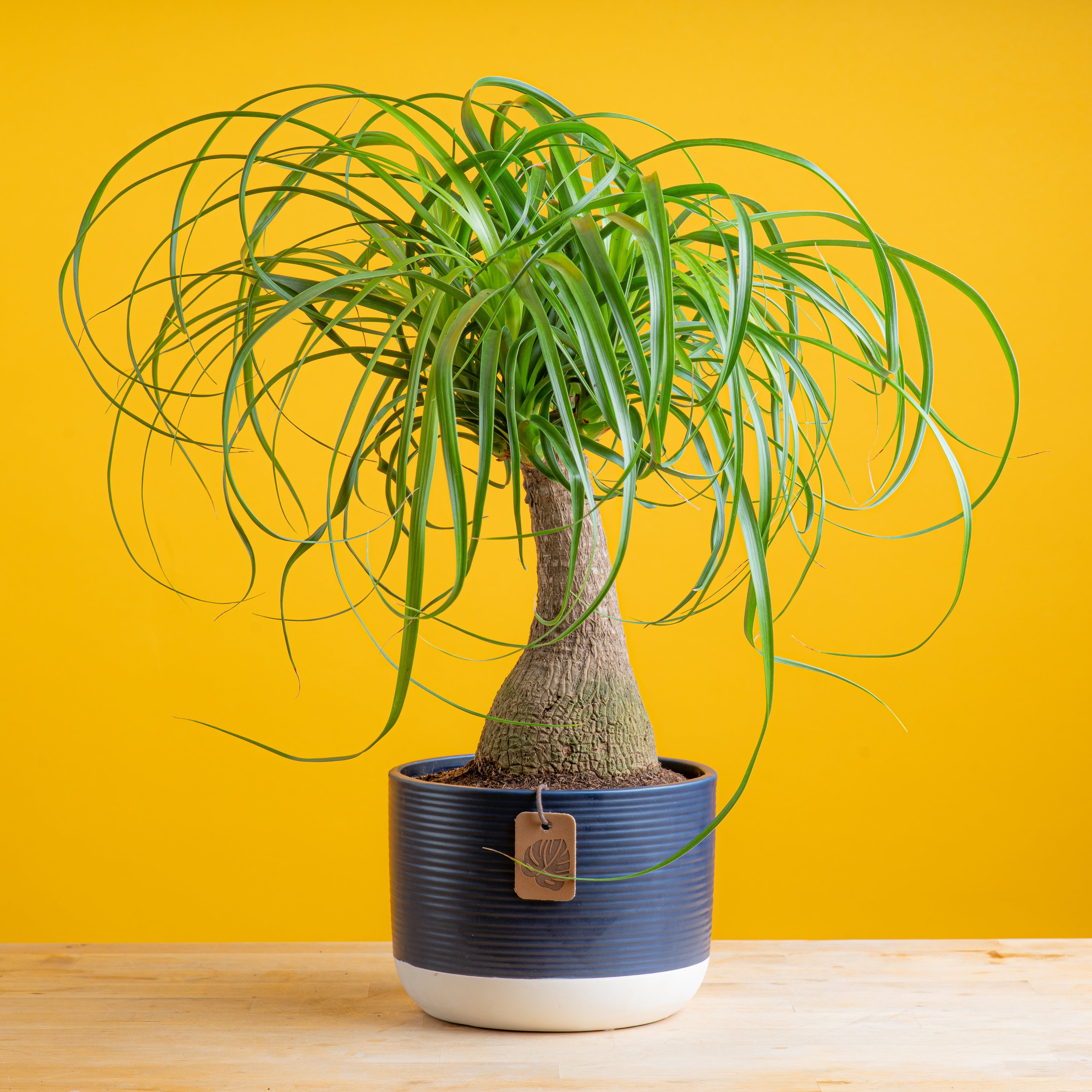 Ponytail Palm