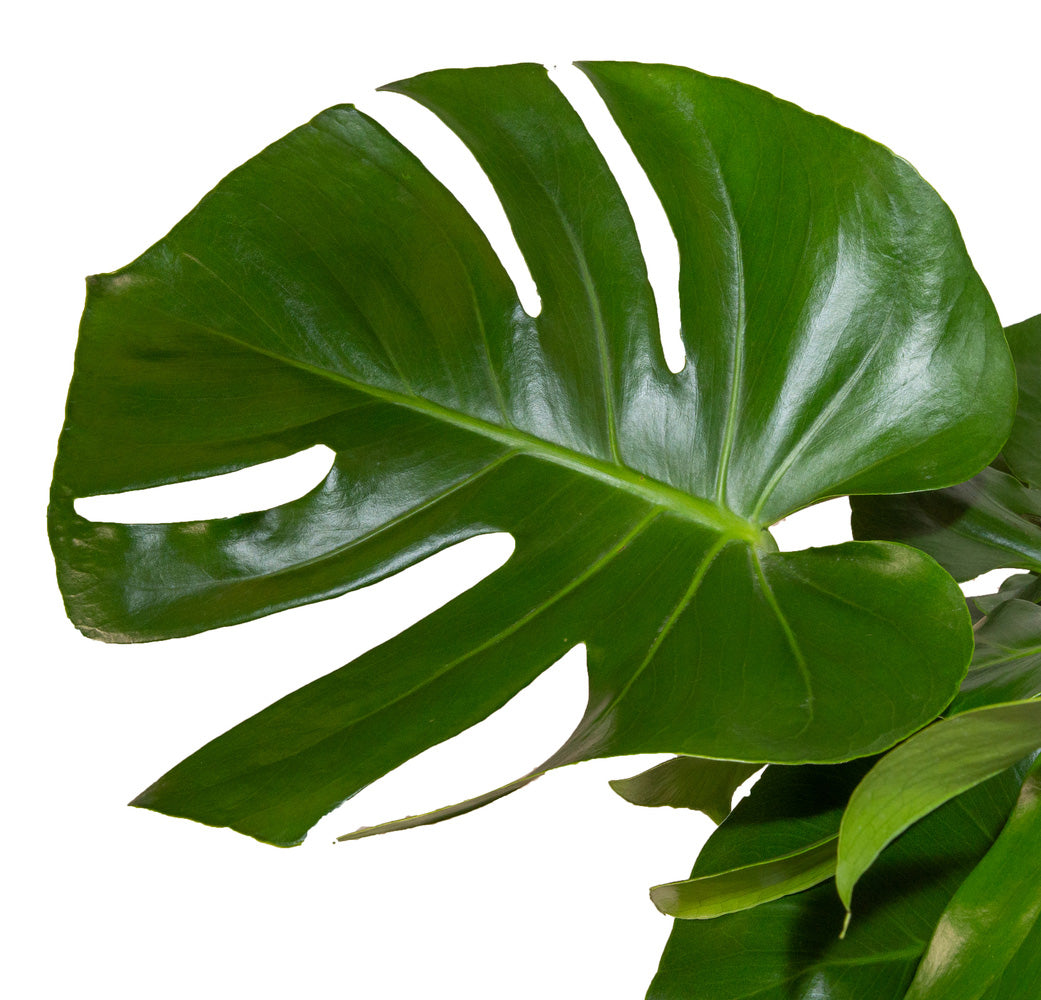 Monstera Deliciosa