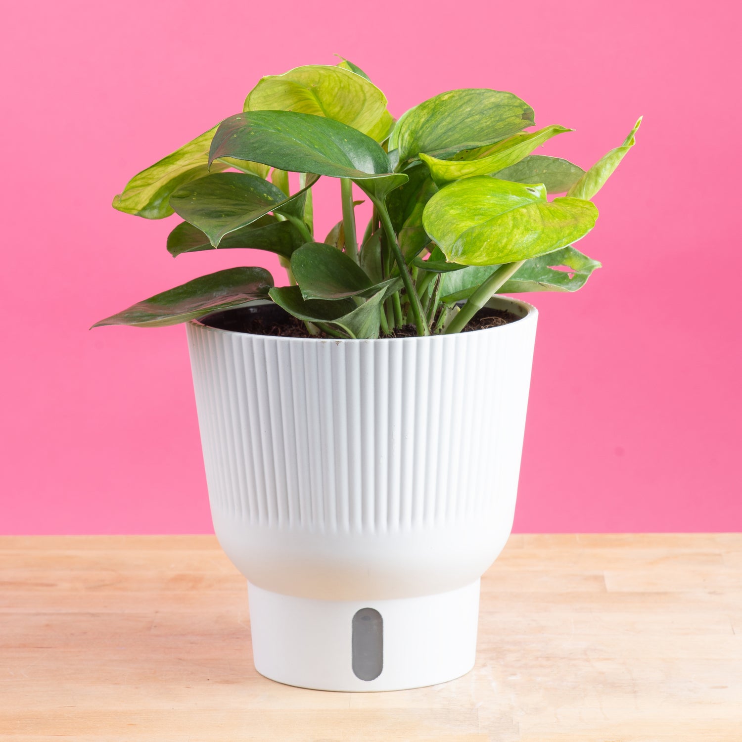 Lemon Top Pothos