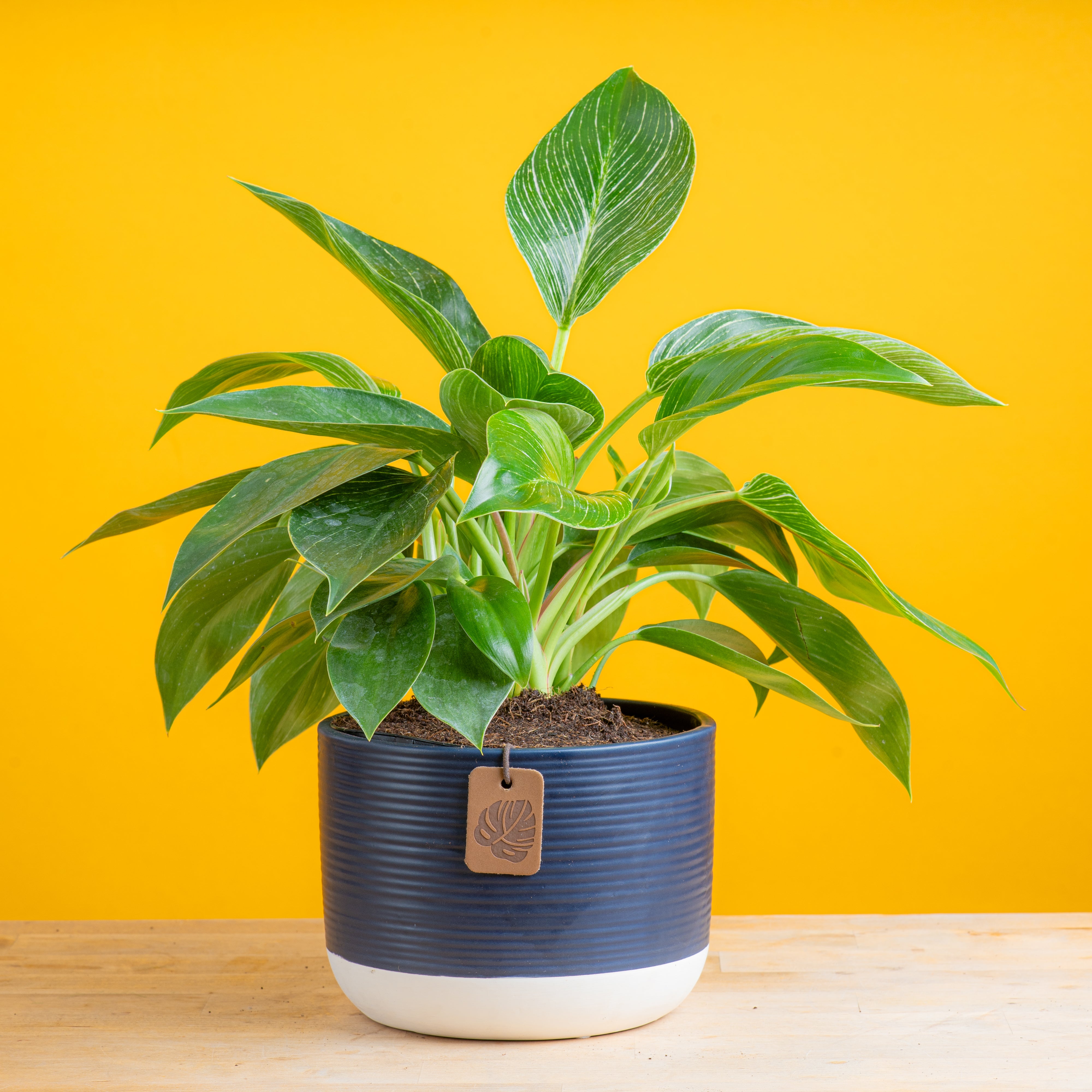 Philodendron Birkin