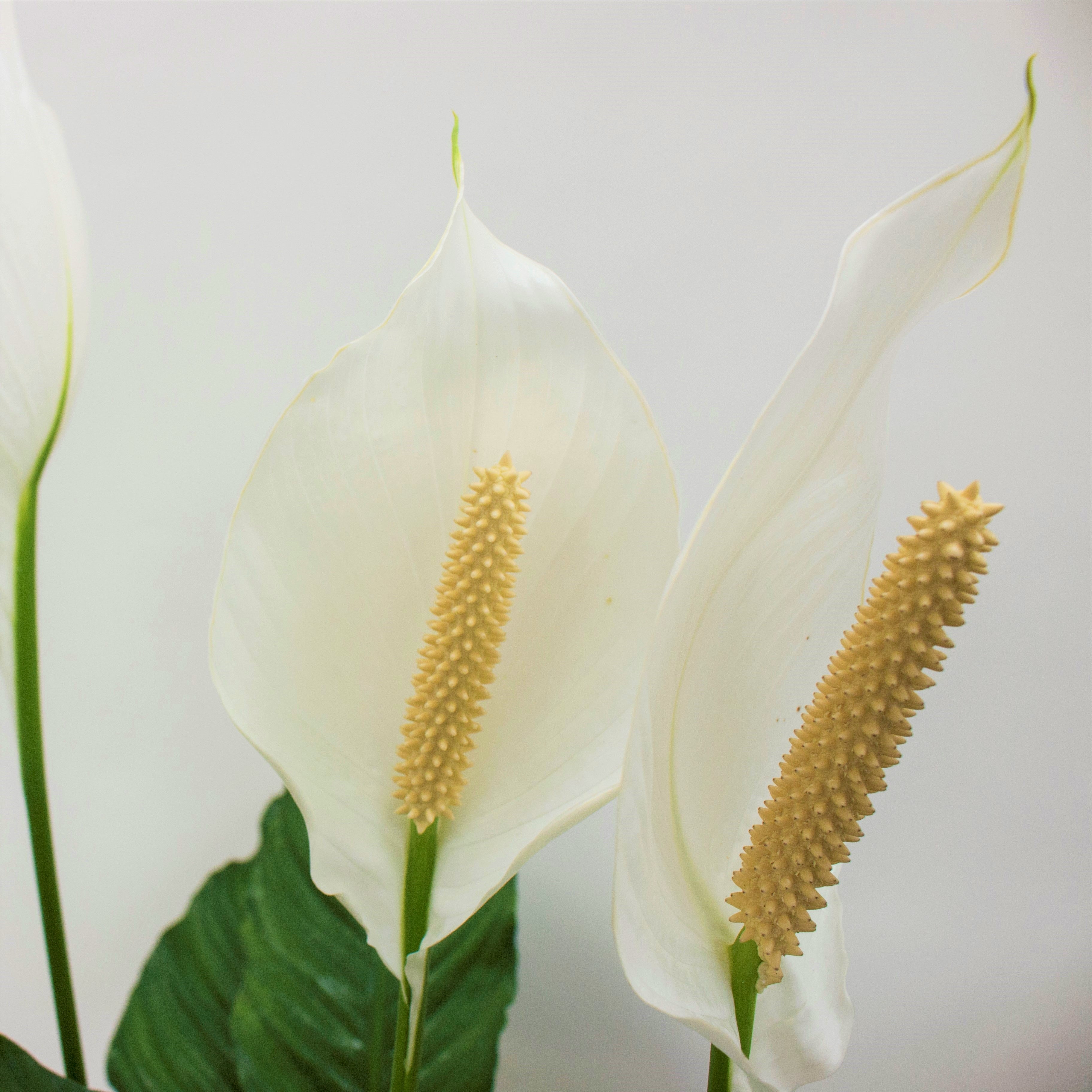 Sweet Pablo Peace Lily