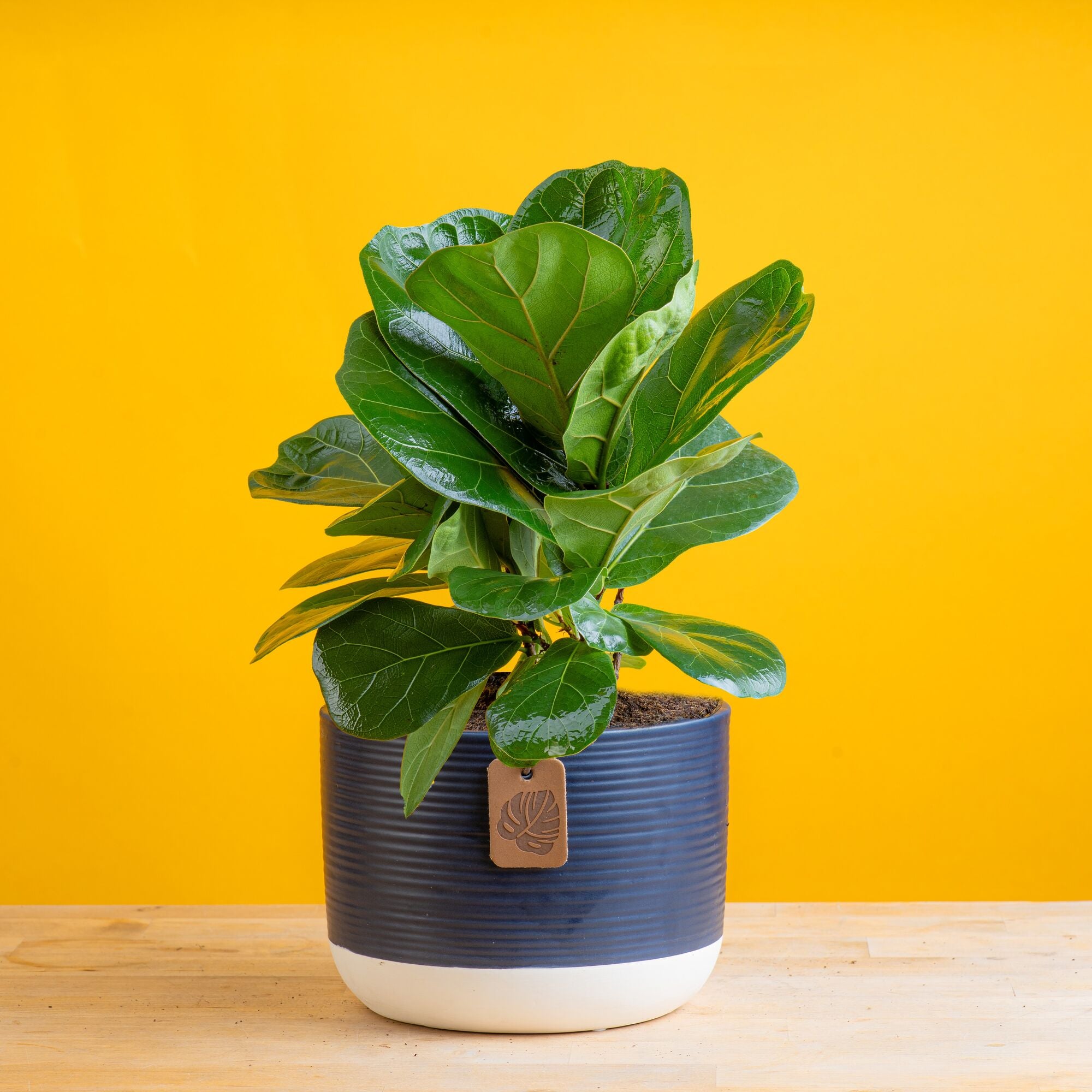 Little Fiddle Leaf Fig