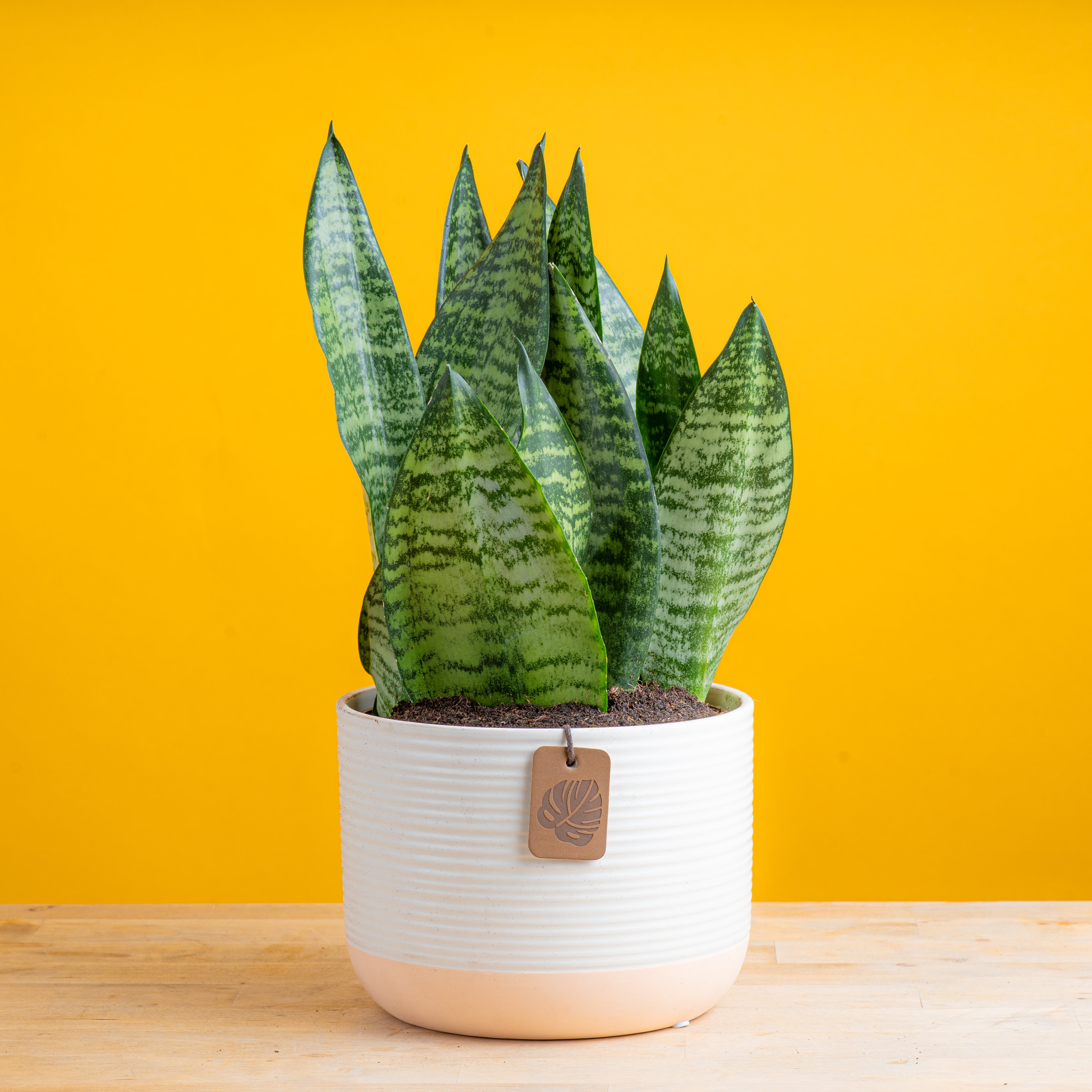 Snake Plant