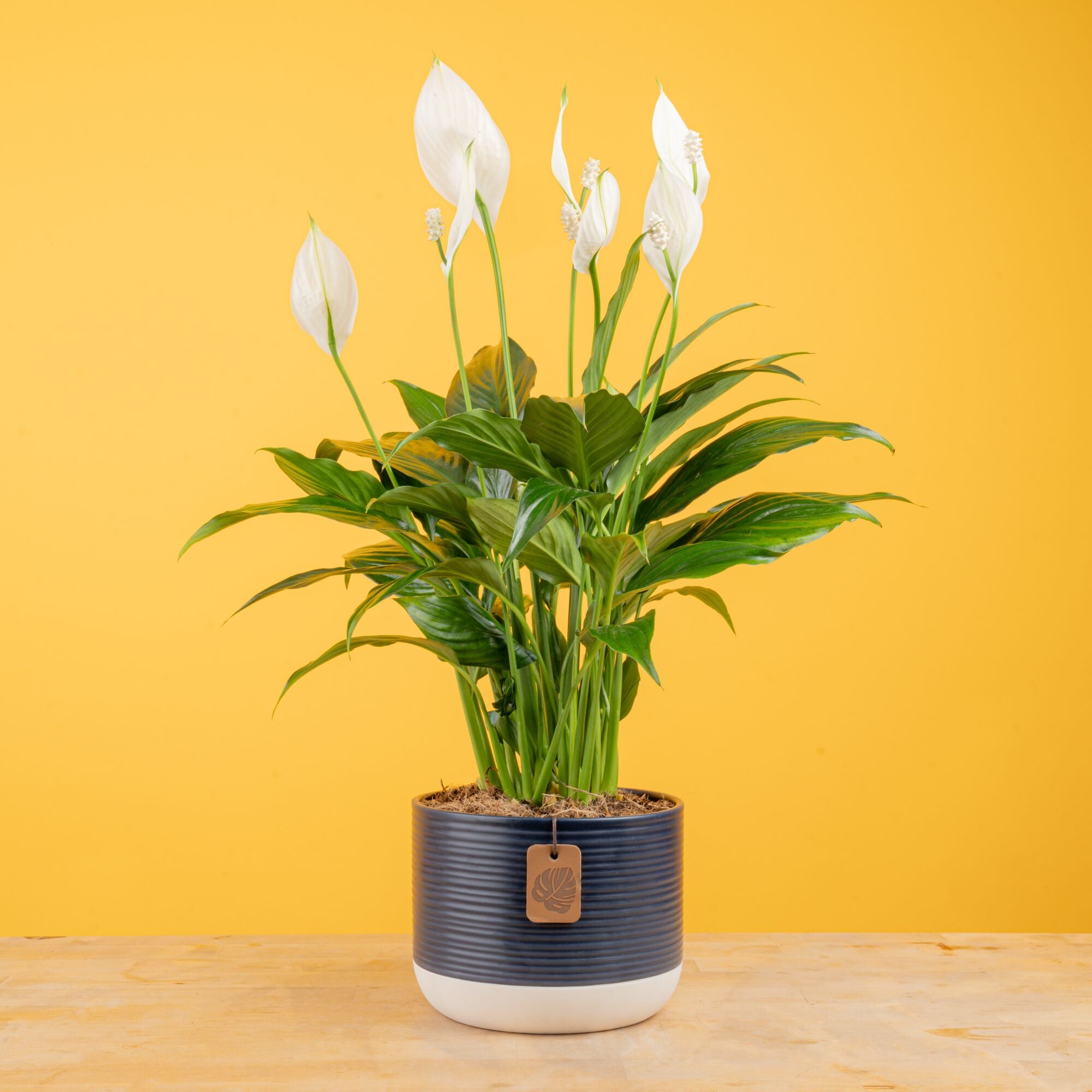 Peace Lily