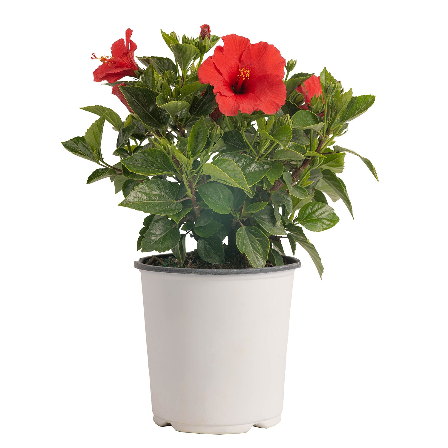 Tropical Hibiscus HibisQs® Constellation Draco