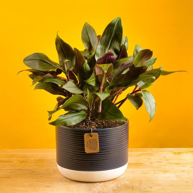 Tradescantia Roxxo